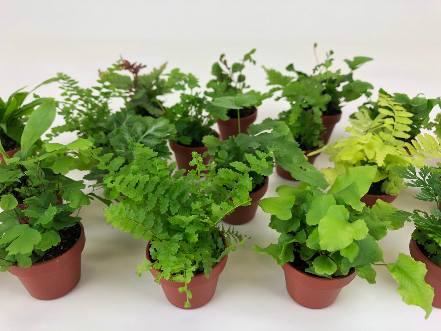 Micro Ferns (6 Plants) (1.5" Pots) Terrarium Plants