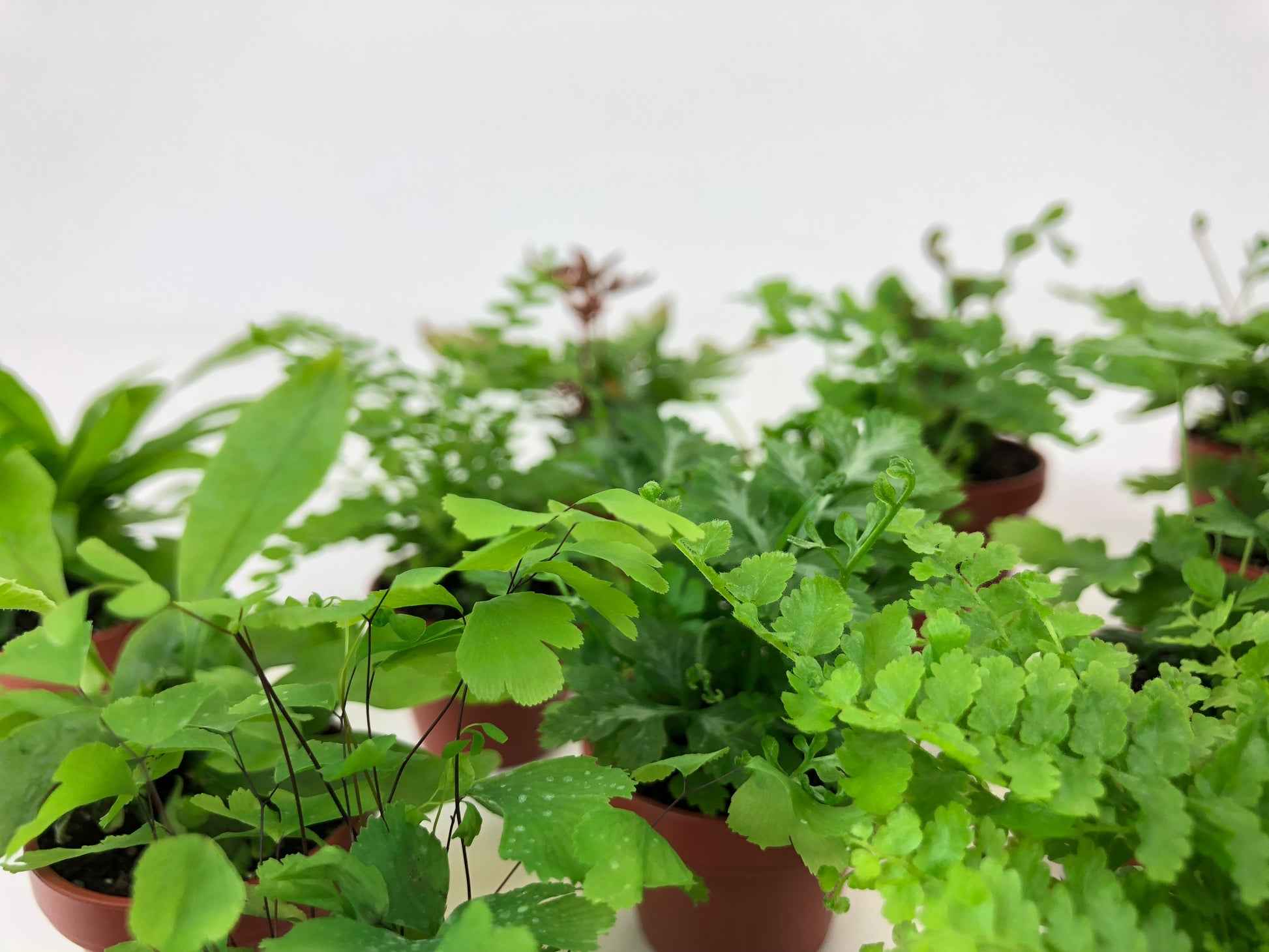 mini fern fronds terrarium plants
