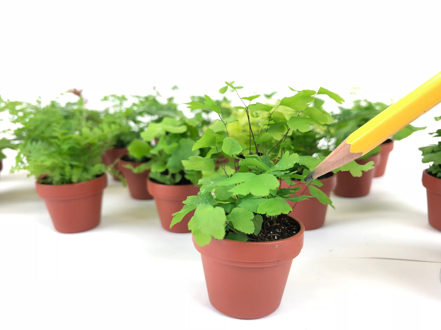 Micro Ferns (2 Plants) (1.5" Pots) Terrarium Plants