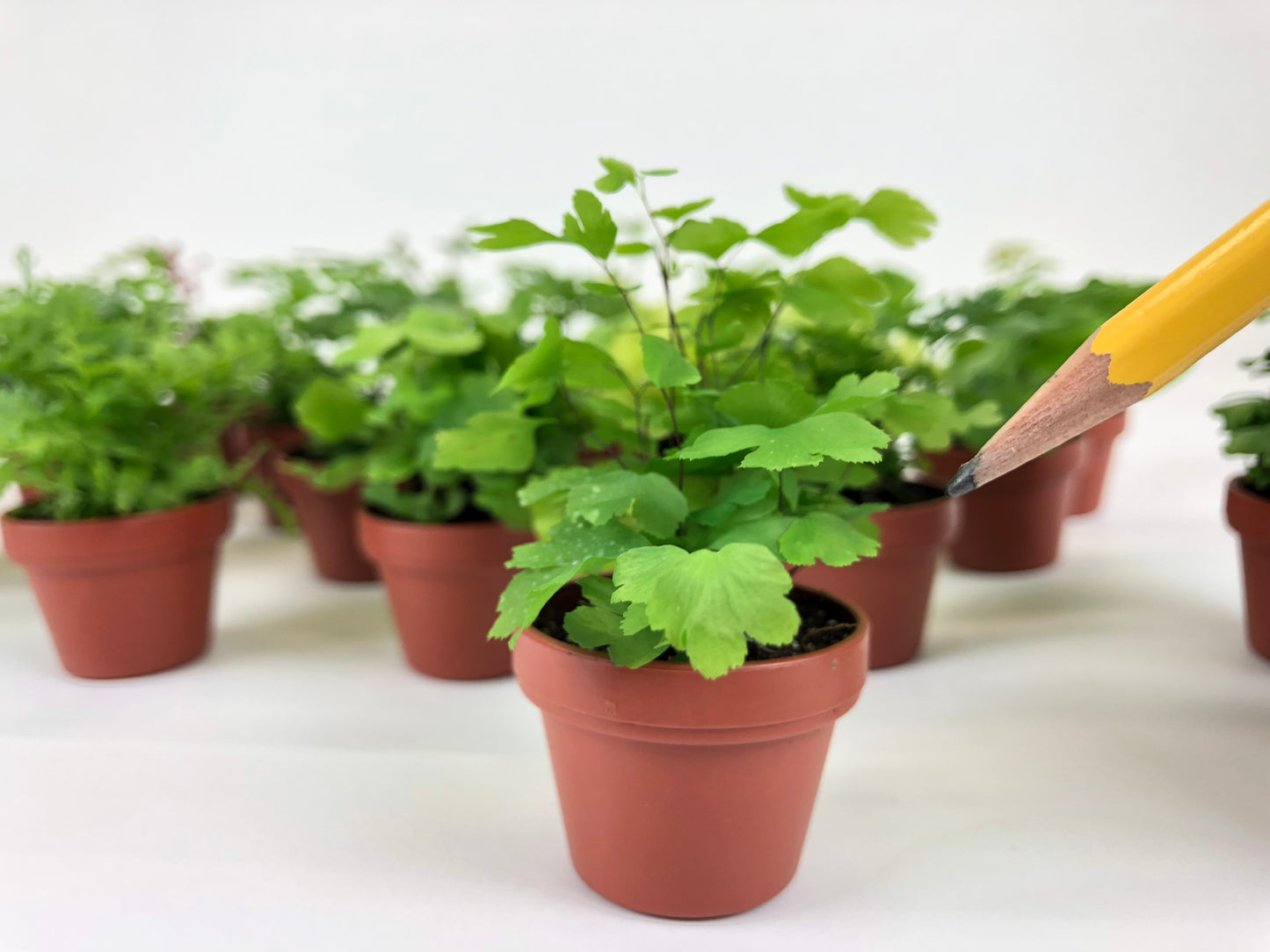 Micro Ferns (6 Plants) (1.5" Pots) Terrarium Plants
