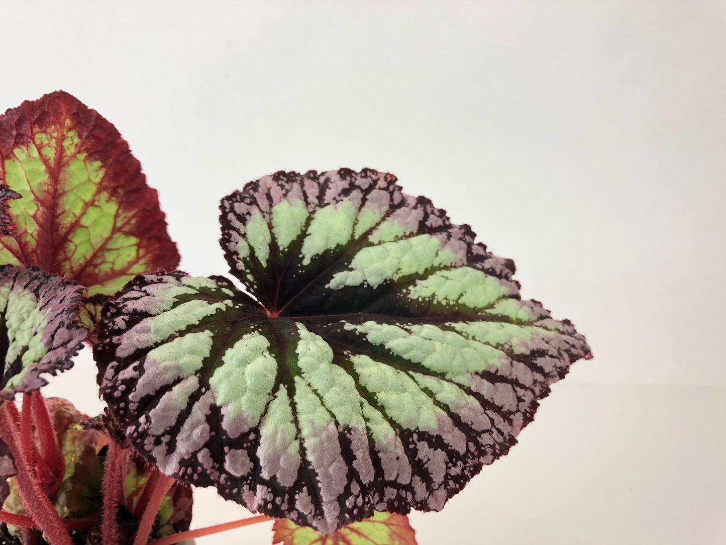 Rex Begonia Variety Pack (4 Plants) (4" Pots) "Growers-Choice"