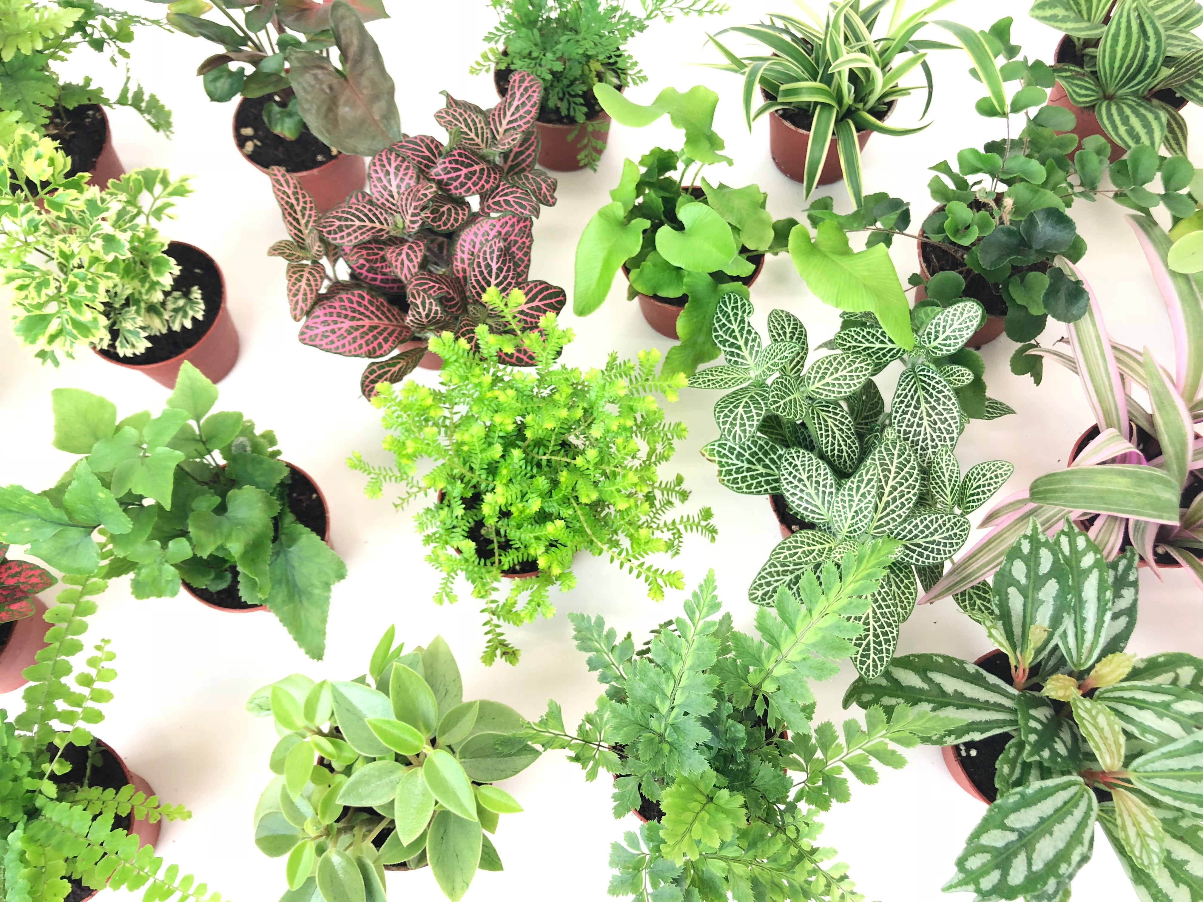 where to buy plants for terrarium Mini Terrarium Plants 6 Plants 2 Pots Fairy Garden Plants Assorted Varieties