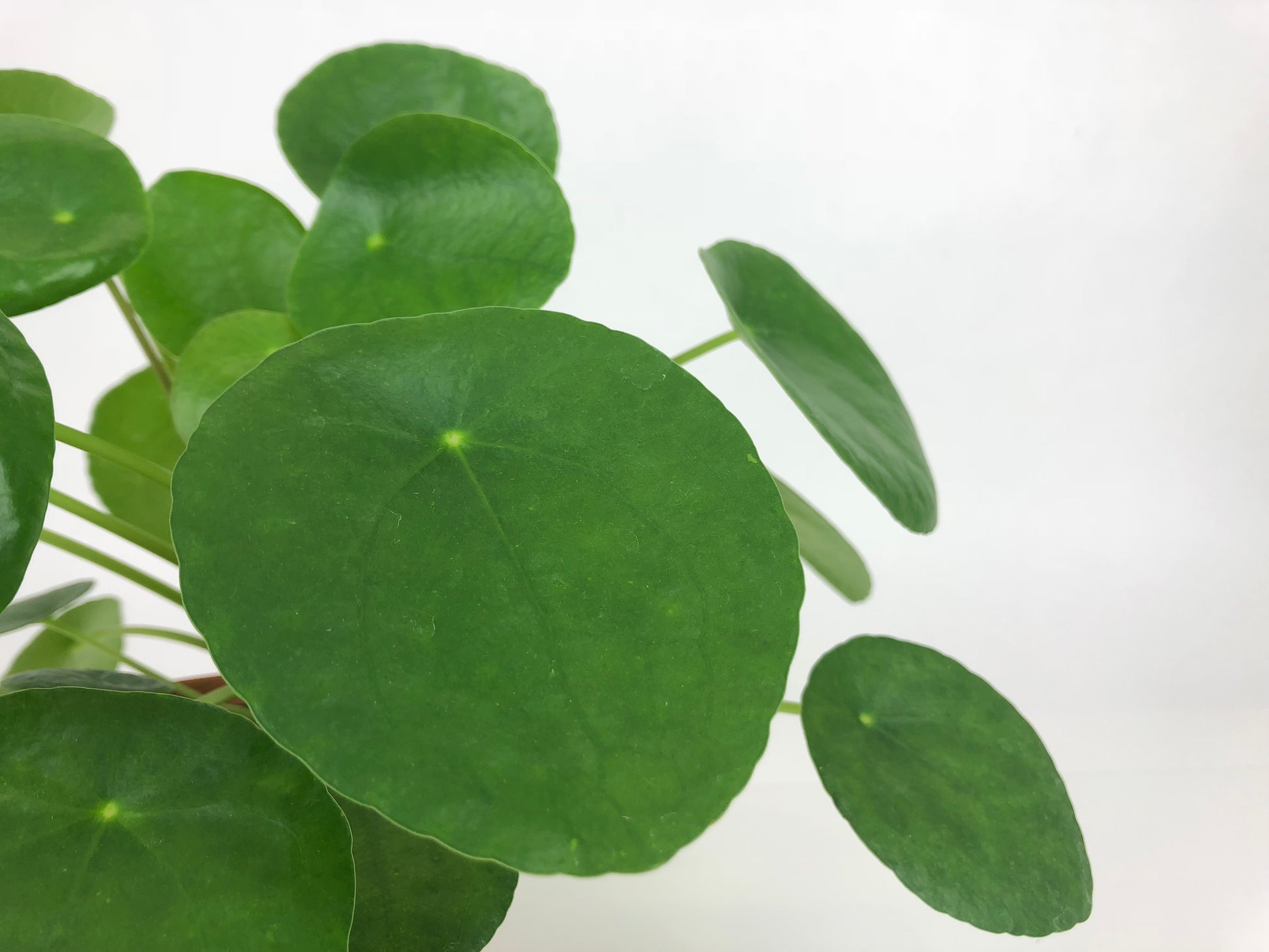 Pilea peperomioides circular green leaf