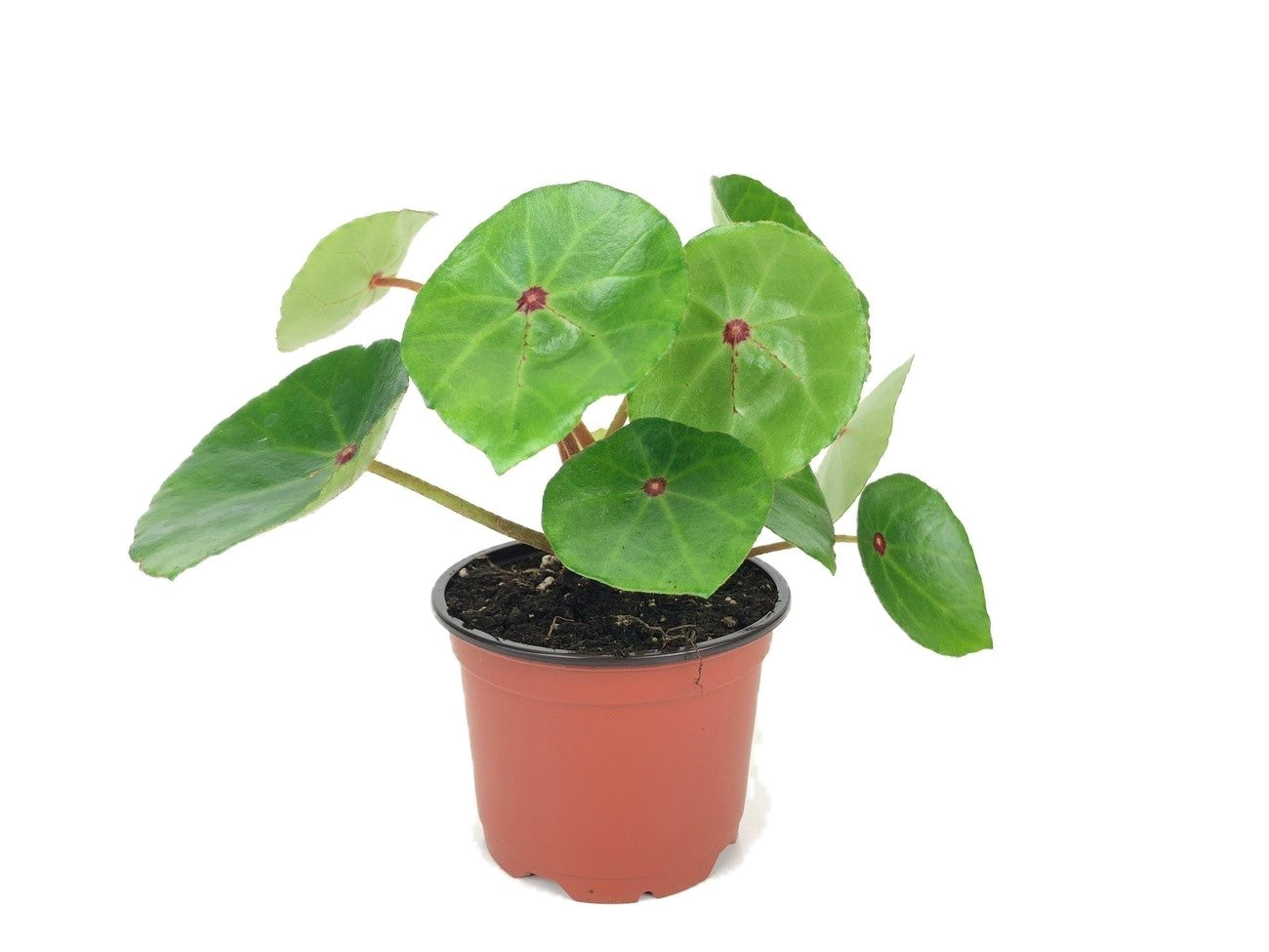 Red ruby conchifolia in 4 inch pot