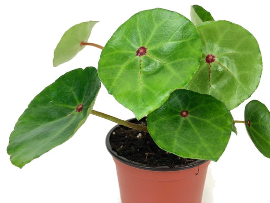 Red ruby begonia conchifolia with green leaves and a red spot in the middle.