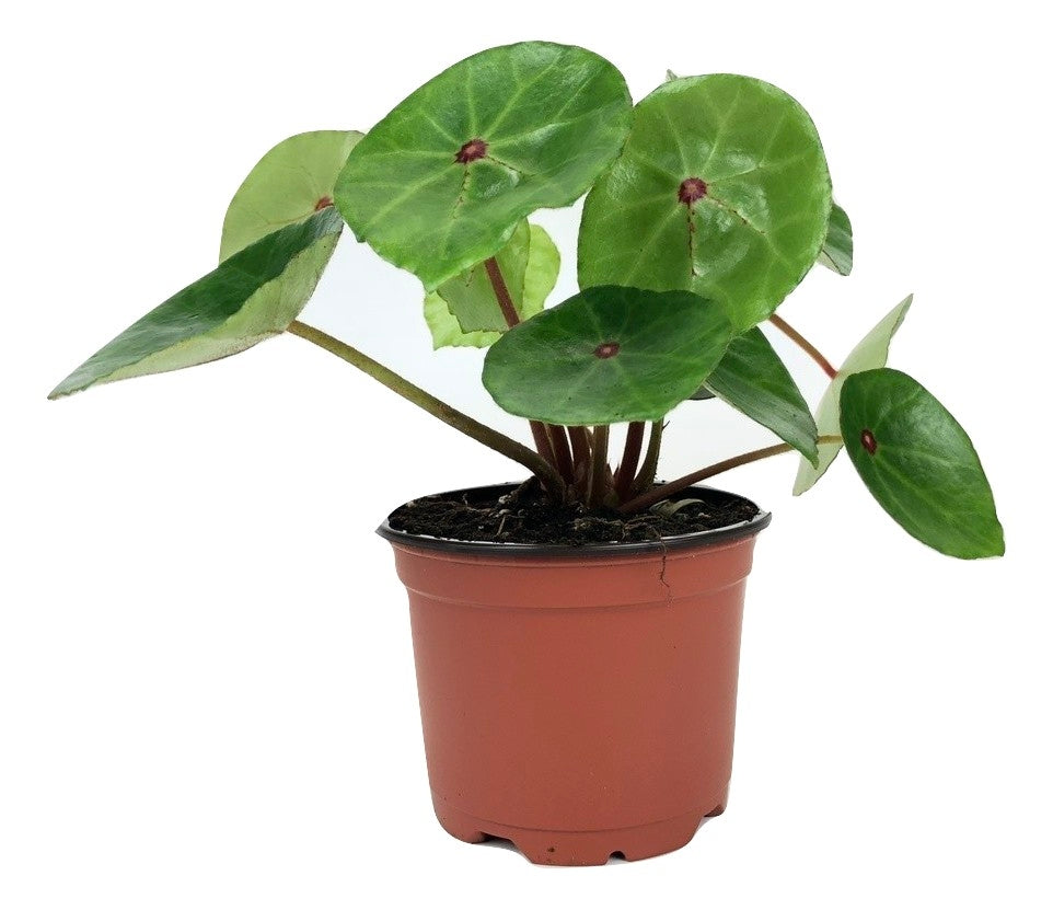 Red ruby begonia conchifolia in 4" pot