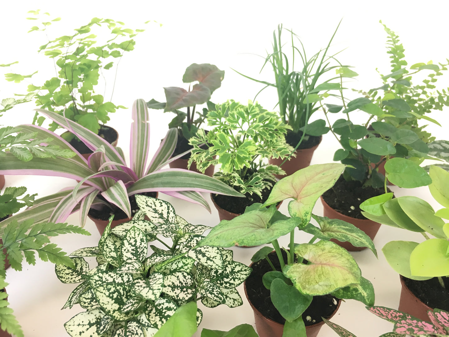 Close up showing polka dot plant, syngoinium, peperomia pixie lime, rheo tricolor, arailia gold ming, lemon button fern.