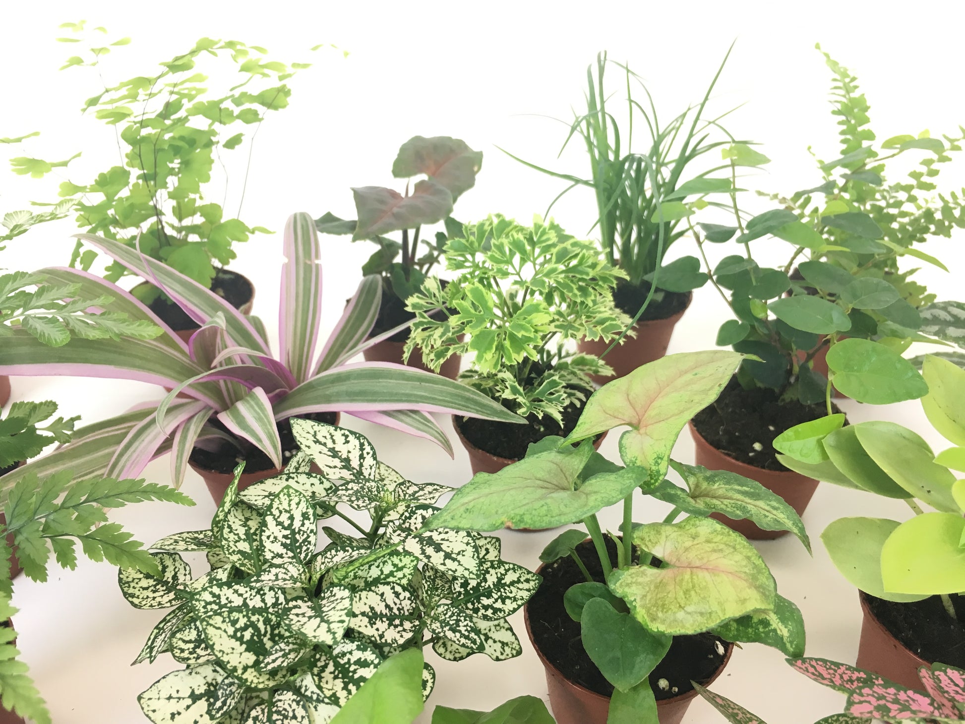 Close up showing polka dot plant, syngoinium, peperomia pixie lime, rheo tricolor, arailia gold ming, lemon button fern.