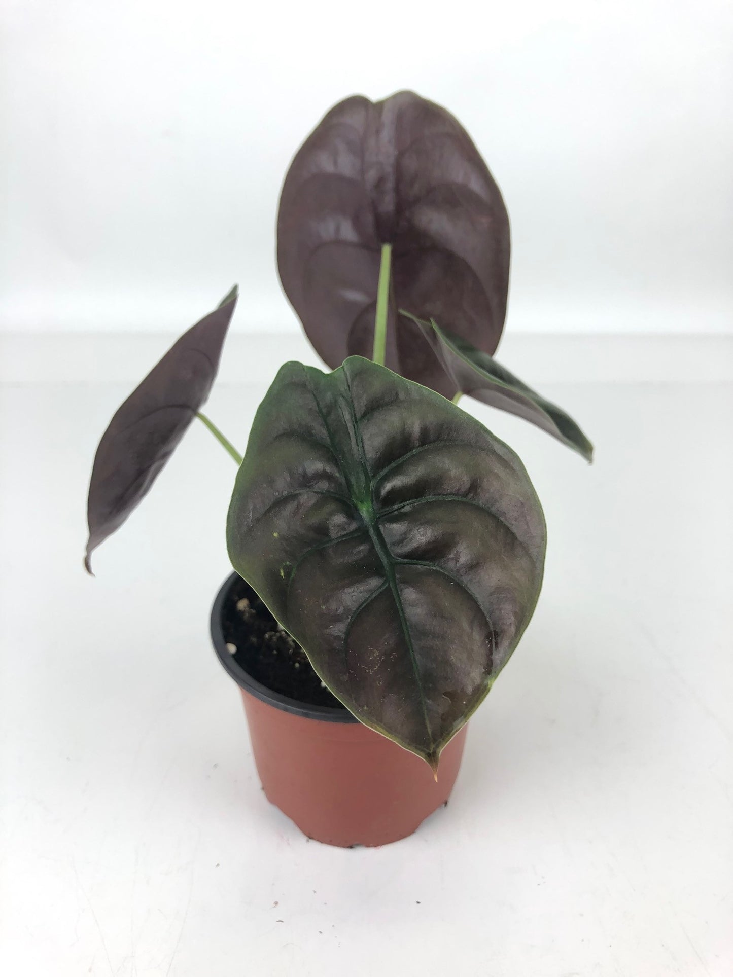 red secret alocasia