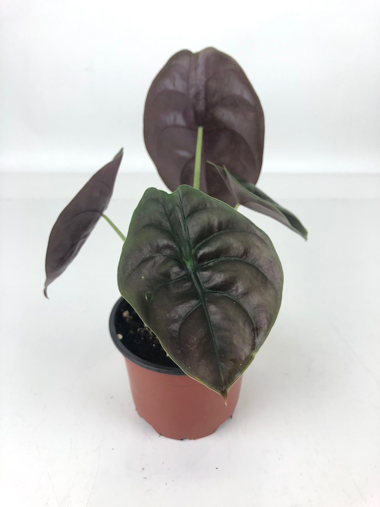 red secret alocasia