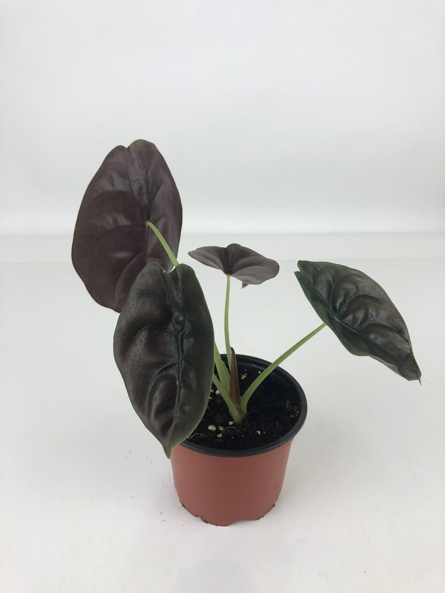 alocasia cuprea for sale