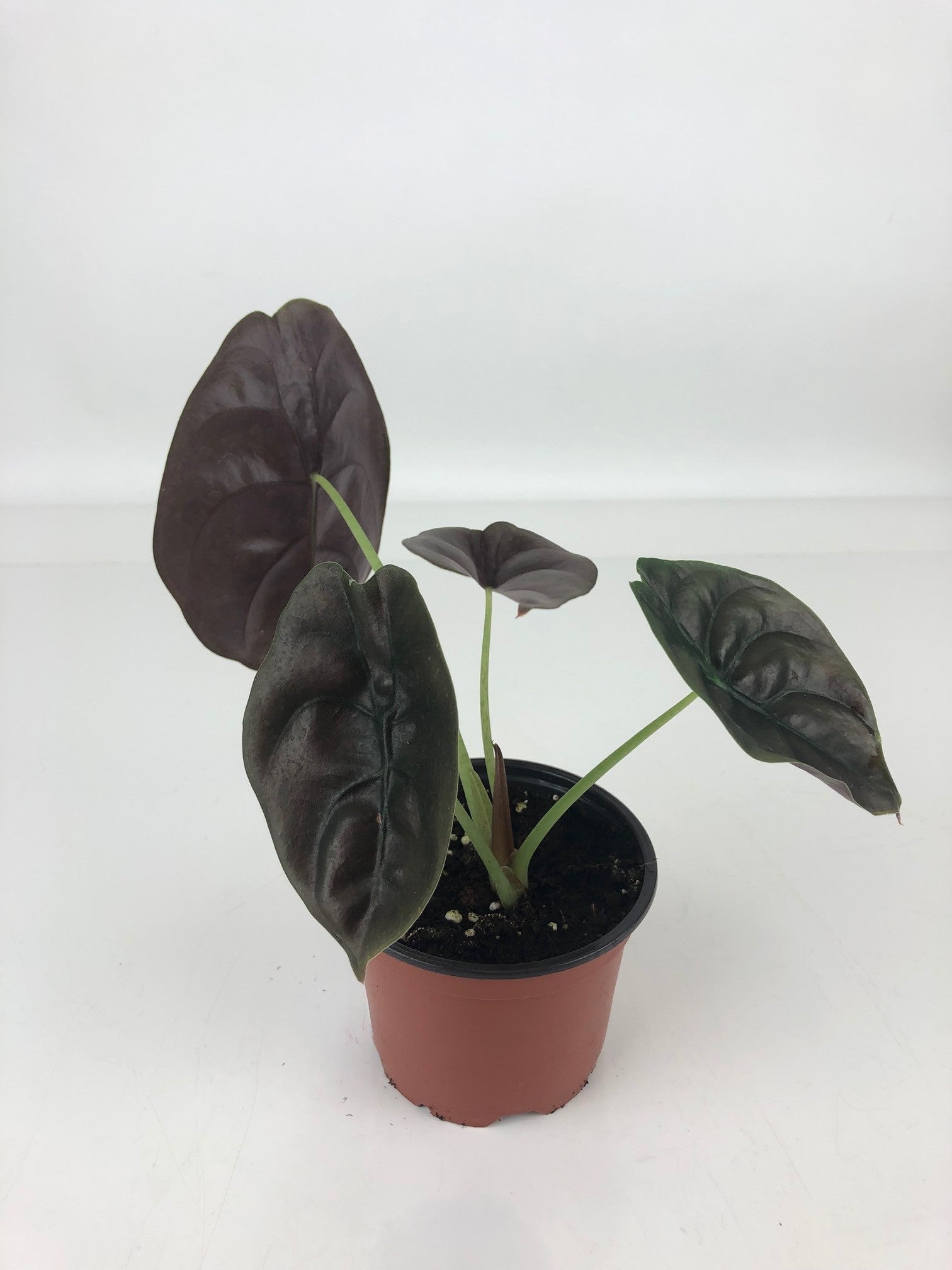 alocasia cuprea for sale