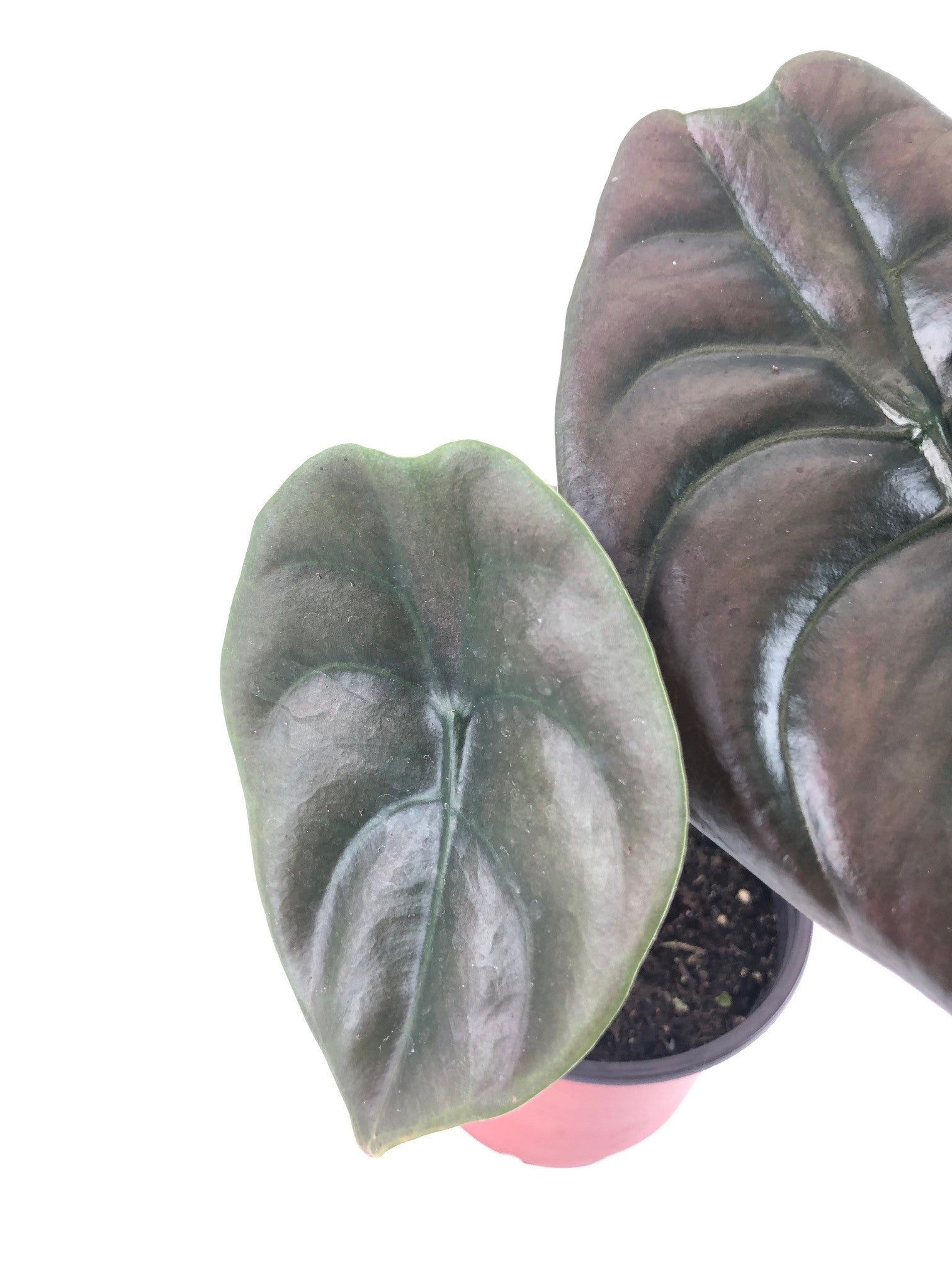 alocasia cuprea leaf