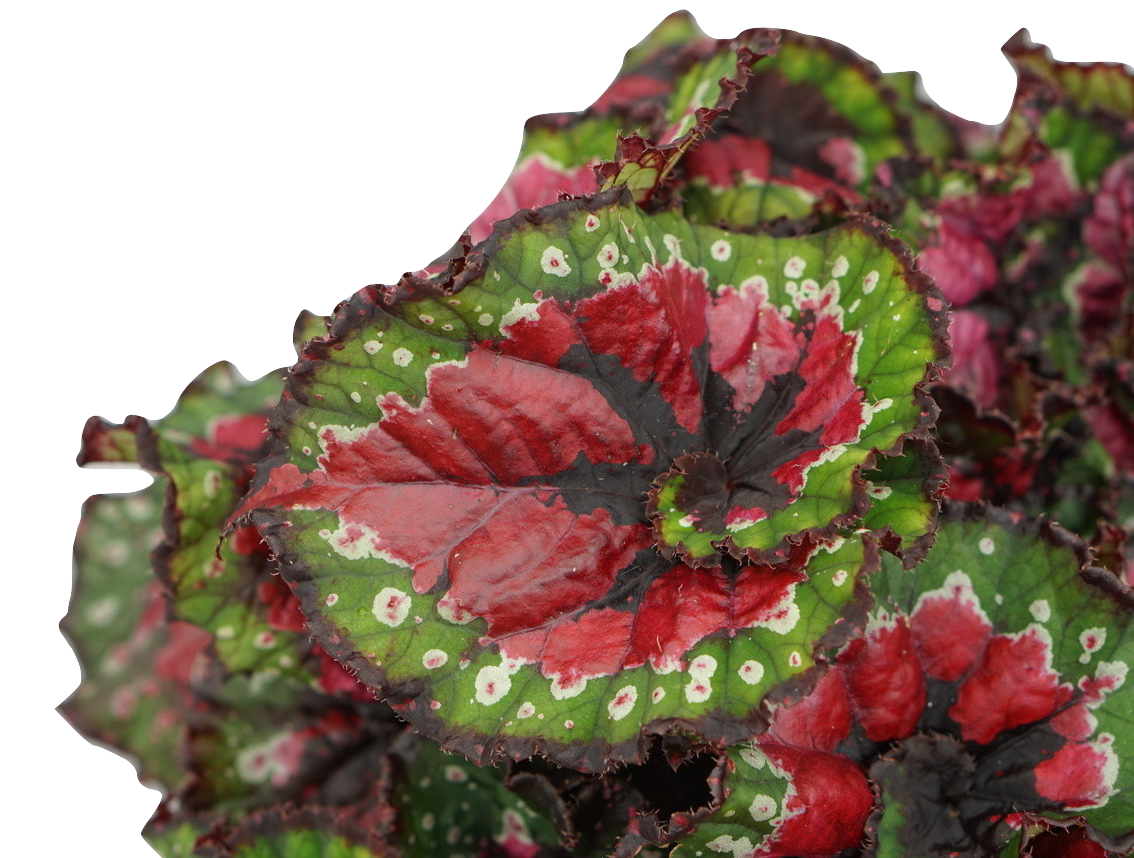 Macarena Begonia