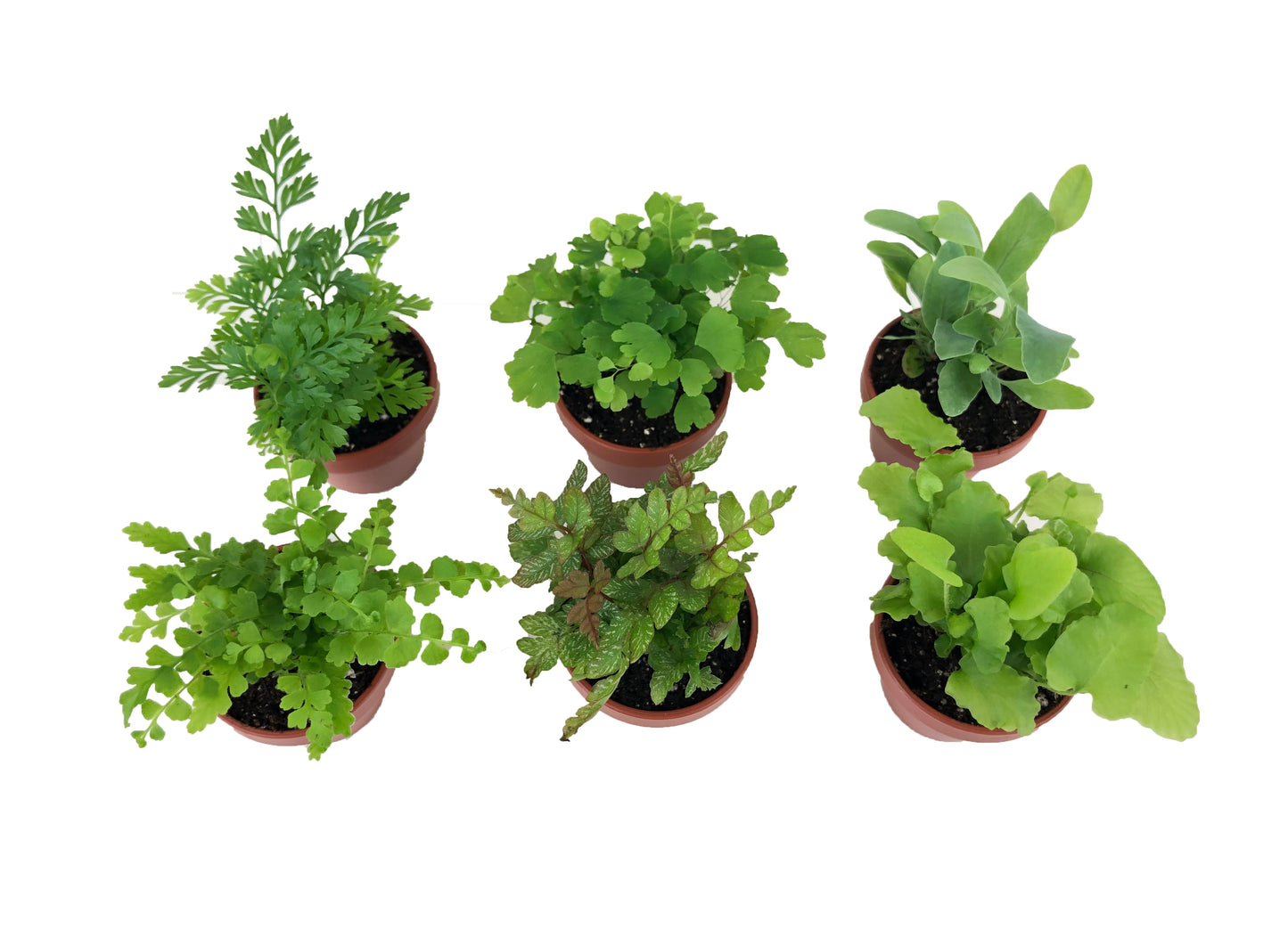 Micro Ferns (6 Plants) (1.5" Pots) Terrarium Plants