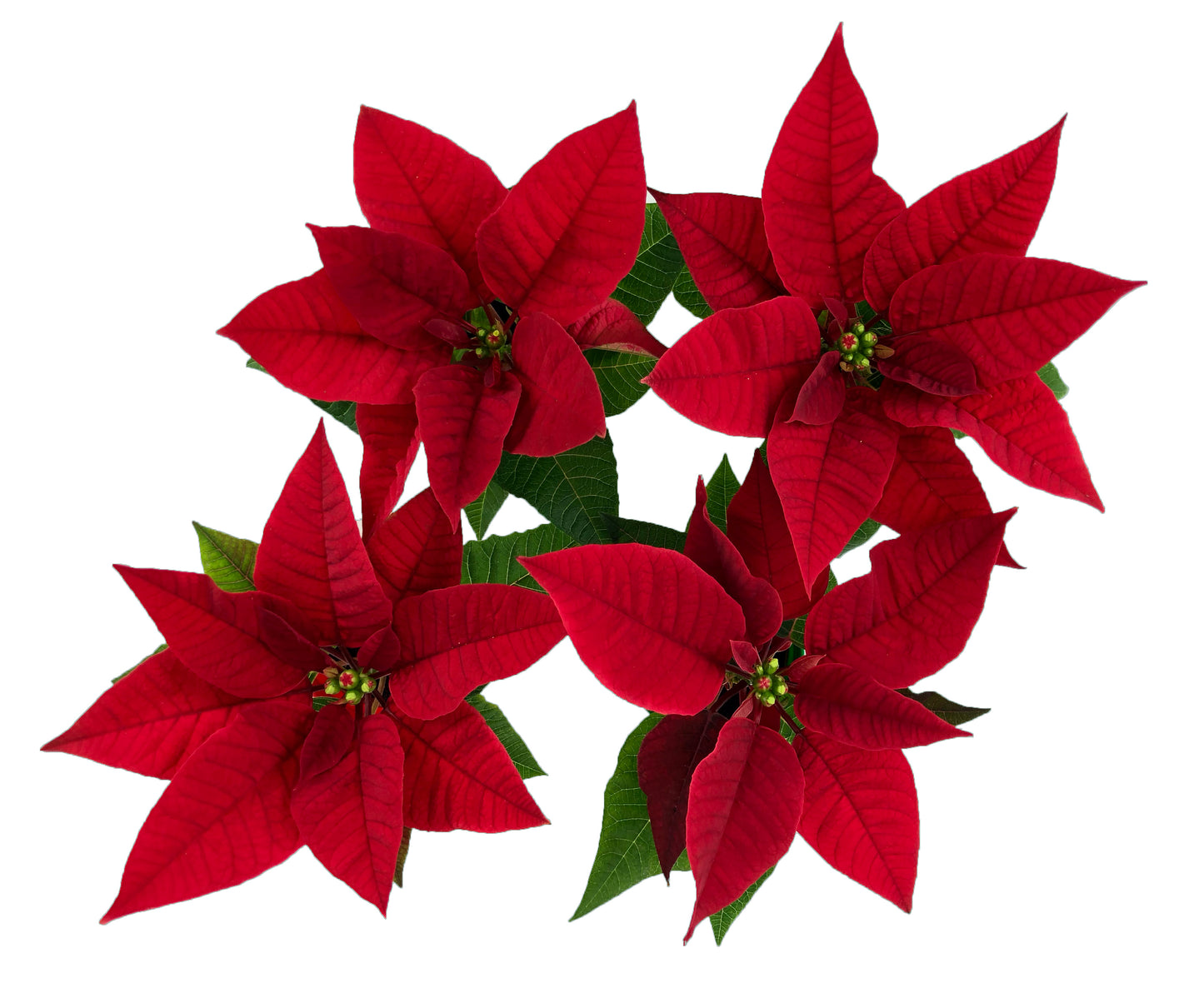 2" Mini Poinsettia Gift Set (4 Plants) with Red/Green EcoPlastic Pots