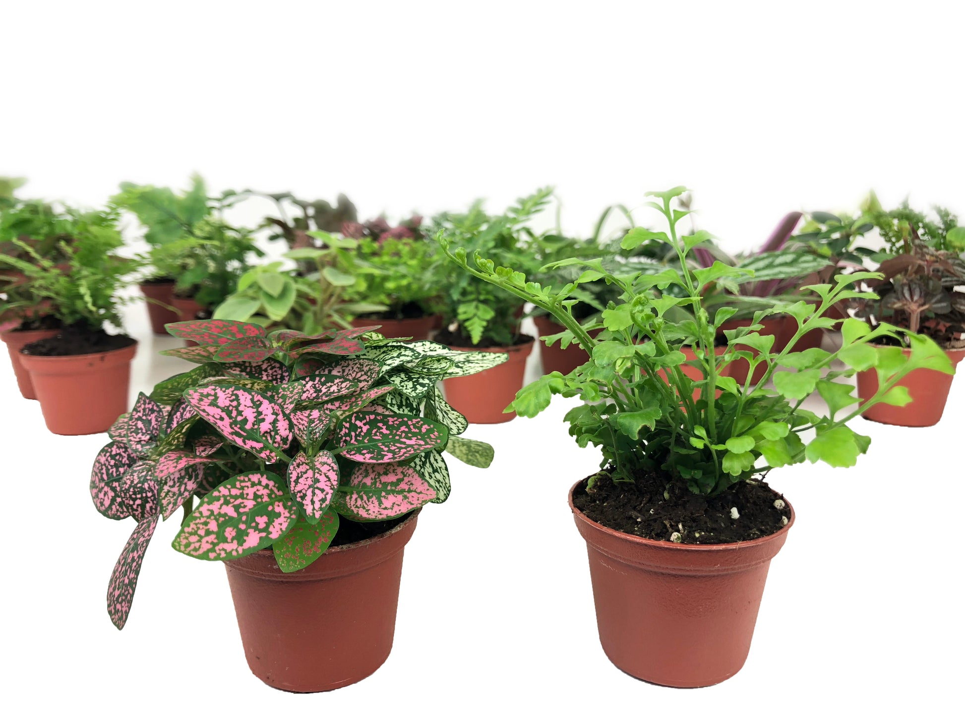 mini terrarium plants hypoestes polka dot fern