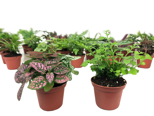 mini terrarium plants hypoestes polka dot fern