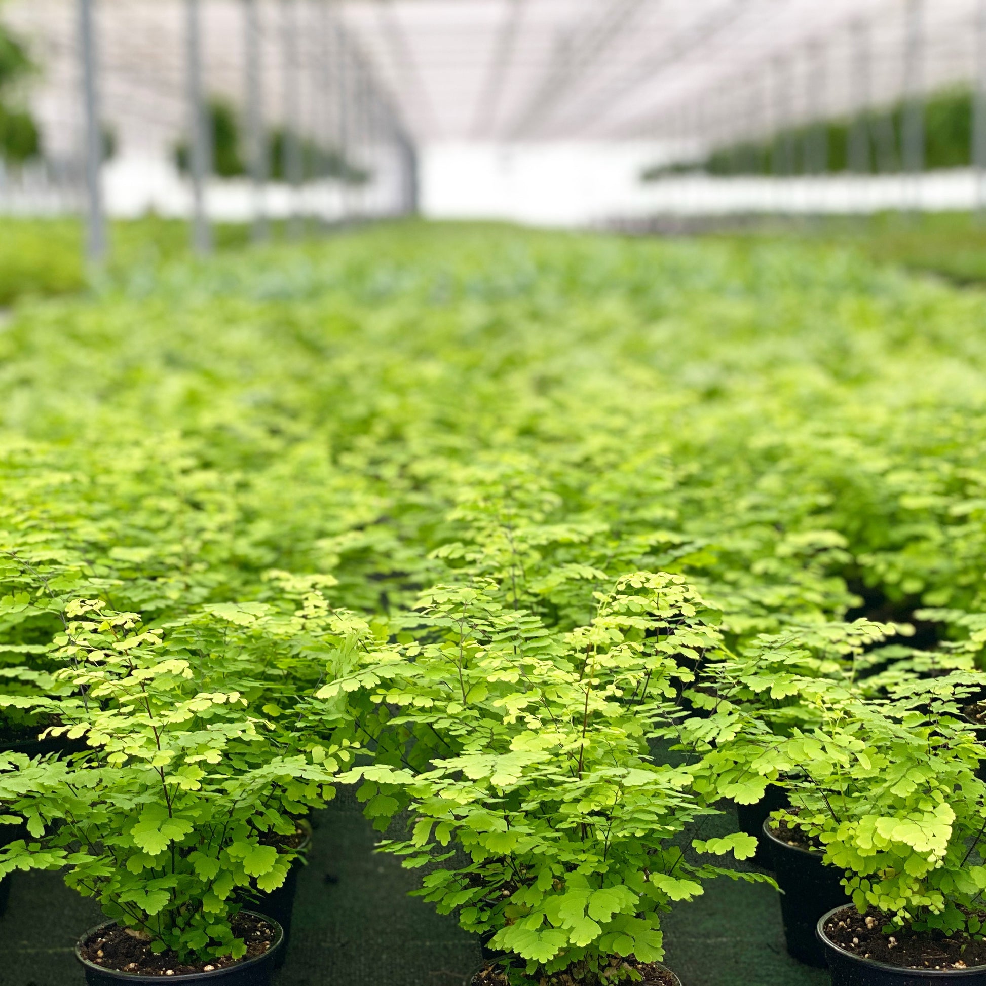 Maidenhair Ferns in Greenhouse