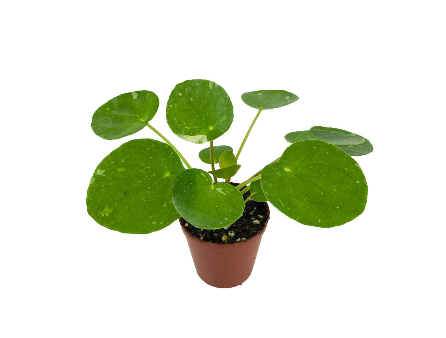 2 Plants - Variegated Pilea peperomioides 'White Splash' (2" Pots/Starter Plants)