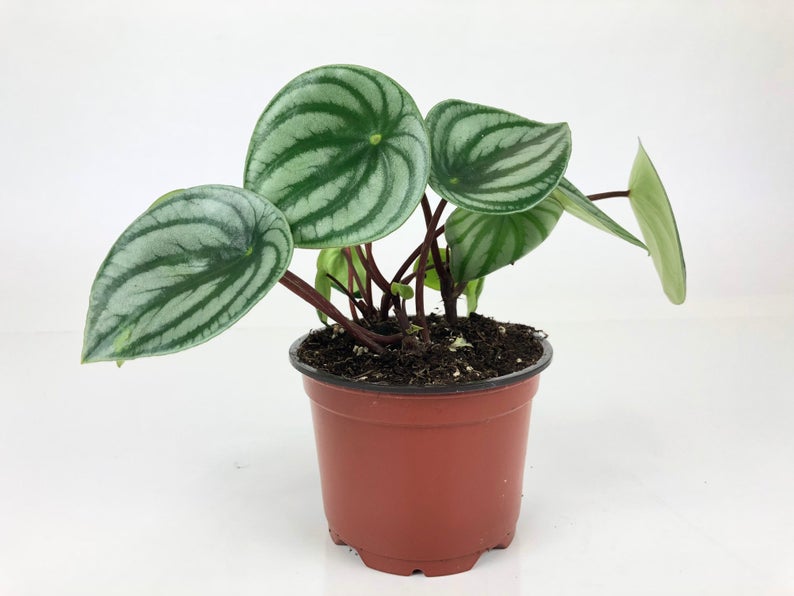 Watermelon Peperomia (Peperomia argyreia) 4" Pot