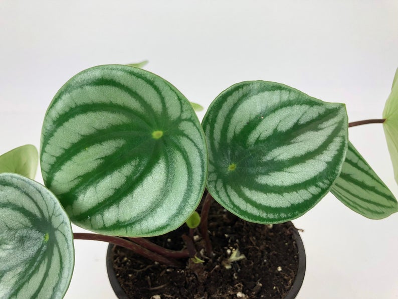 Watermelon Peperomia (Peperomia argyreia) 4" Pot