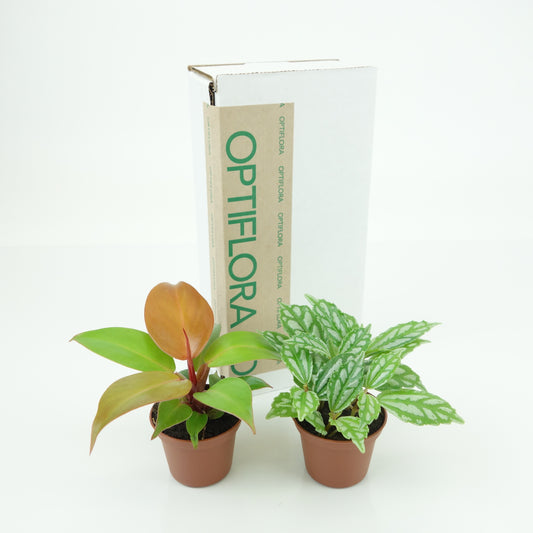 Optiflora Mini Plants Box (2 Plants)(Monthly Plant Surprise Box)-Free Replacement Plants*