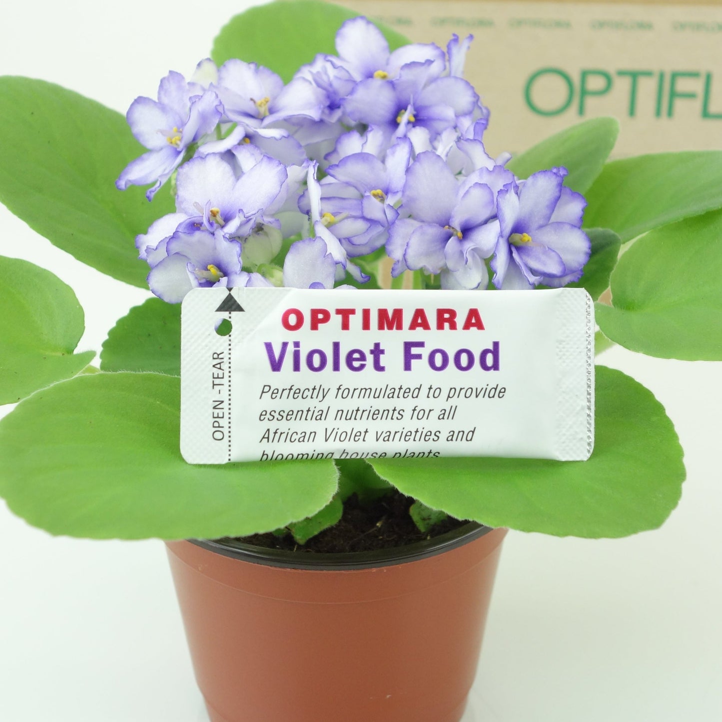 Optiflora African Violet Box (Monthly Plant Surprise)-Free Replacement Plants*