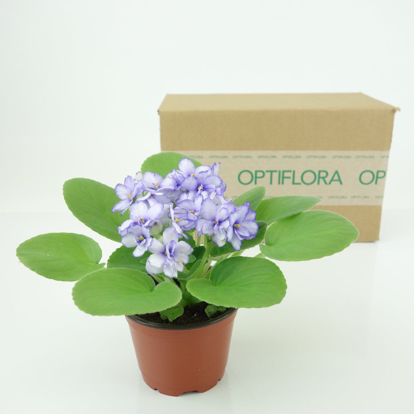 Optiflora African Violet Box (Monthly Plant Surprise)-Free Replacement Plants*