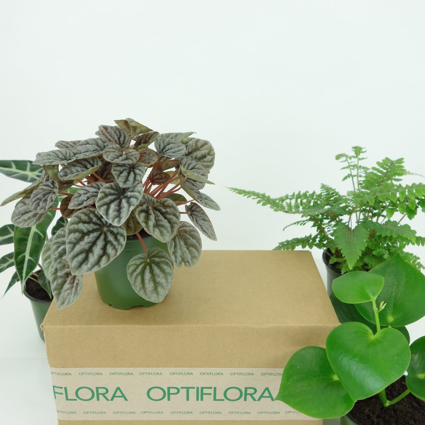 Optiflora House Plant Box (Monthly Plant Surprise)-Free Replacement Plants*