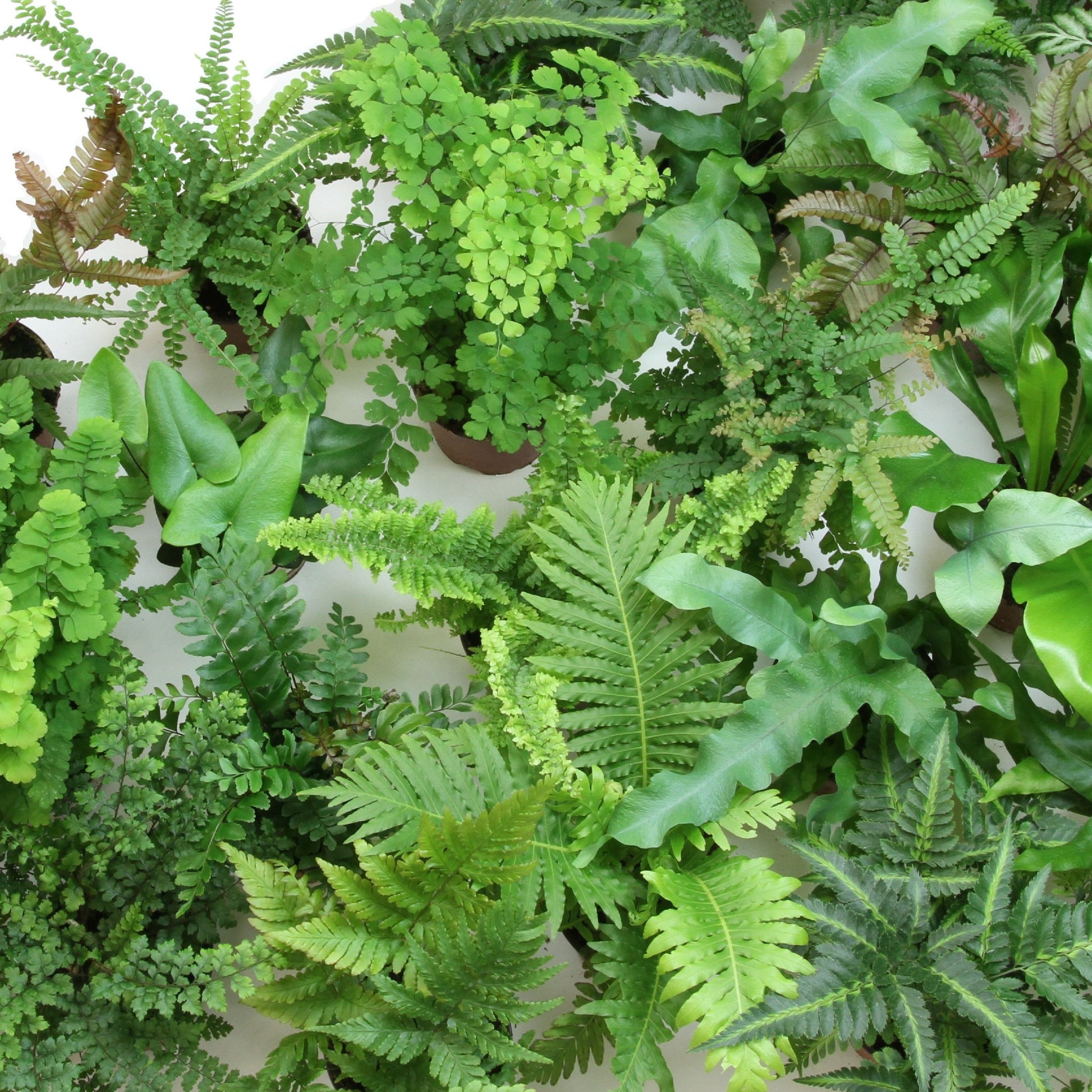 Fern Variety assortment pet friendly plants