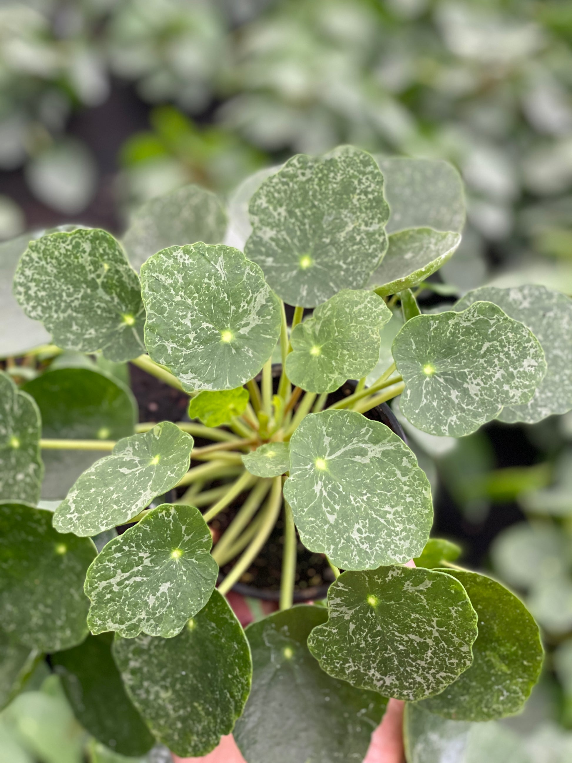 Sugar variegation in mature variegated pilea peperomiodes sugar