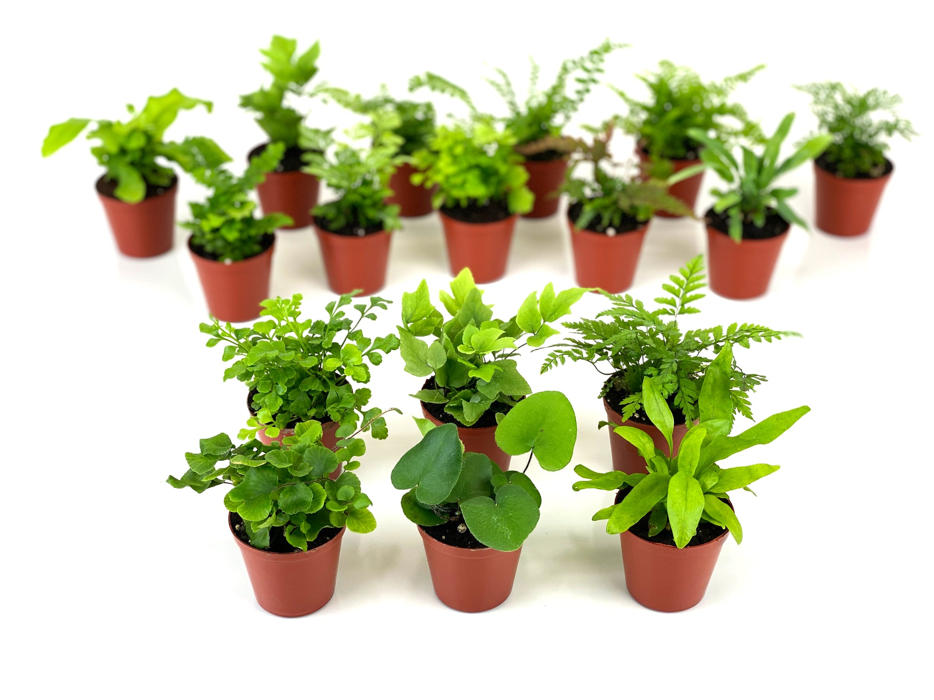 best low light plants for terrarium Mini Fern Plants (6 Plants) (2