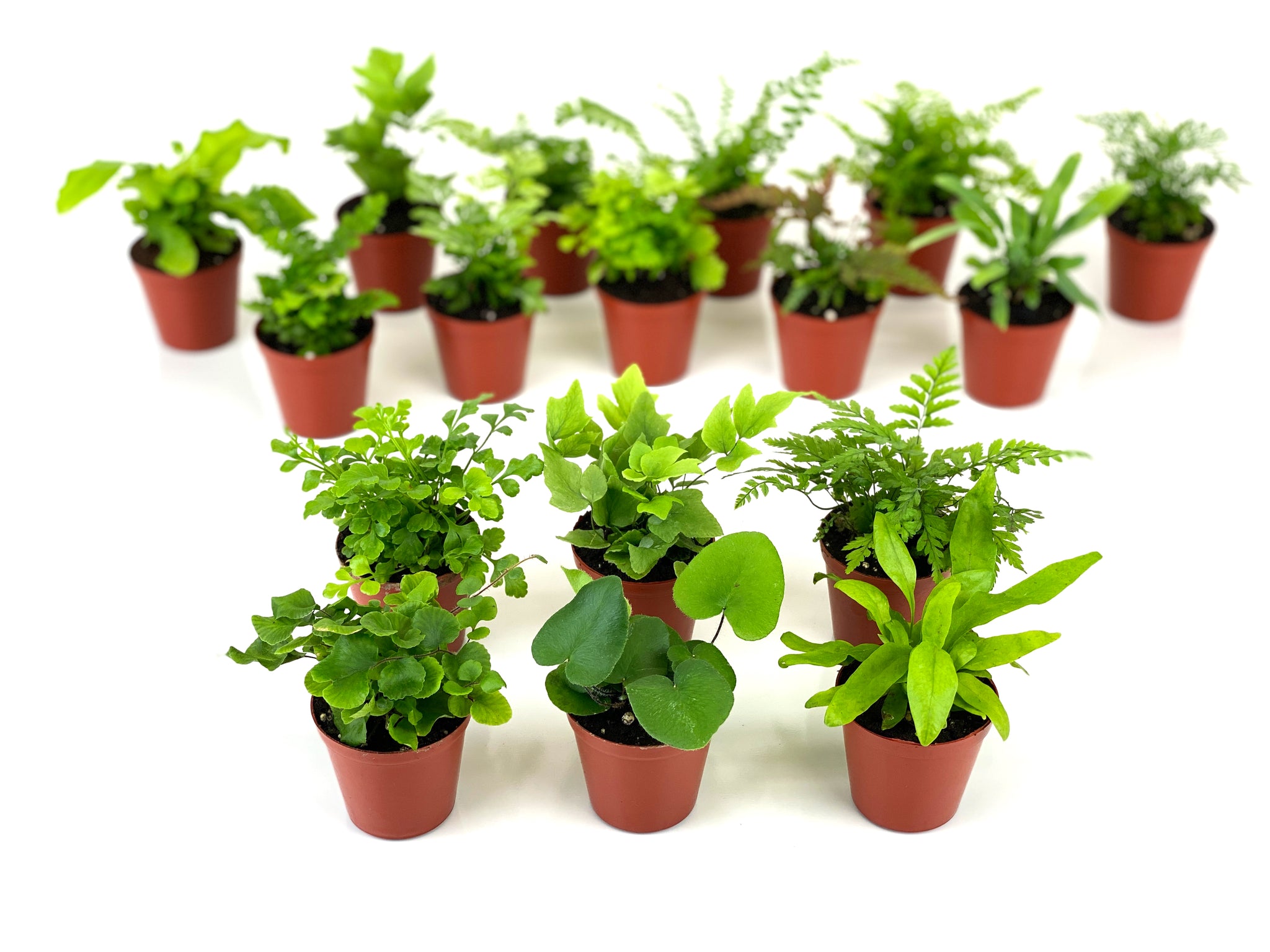 Mini Fern Plants (6 Plants) (2" Pots) Terrariums | Fairy Gardens | Assorted Varieties
