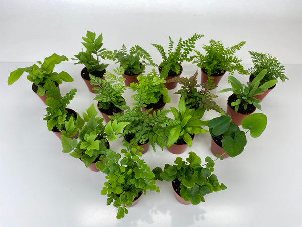 Mini Fern Plants (6 Plants) (2" Pots) Terrariums | Fairy Gardens | Assorted Varieties
