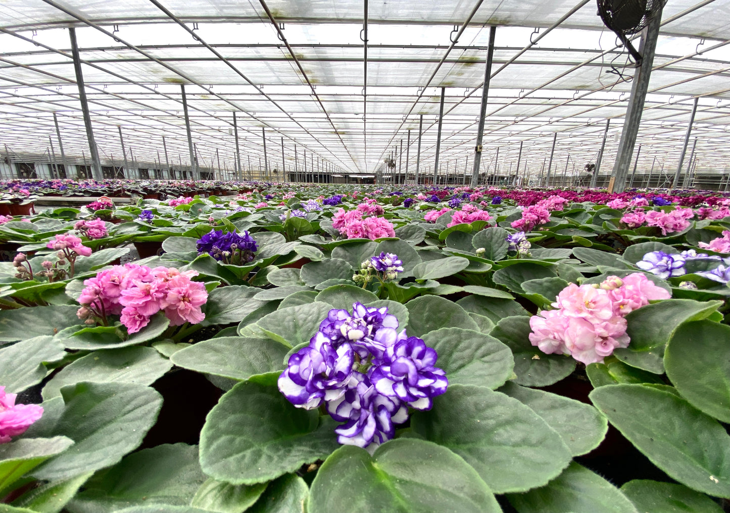 Optimara African Violet Variety Pack (2 Plants) 4" Pot | Assorted Varieties| Grower's-Choice