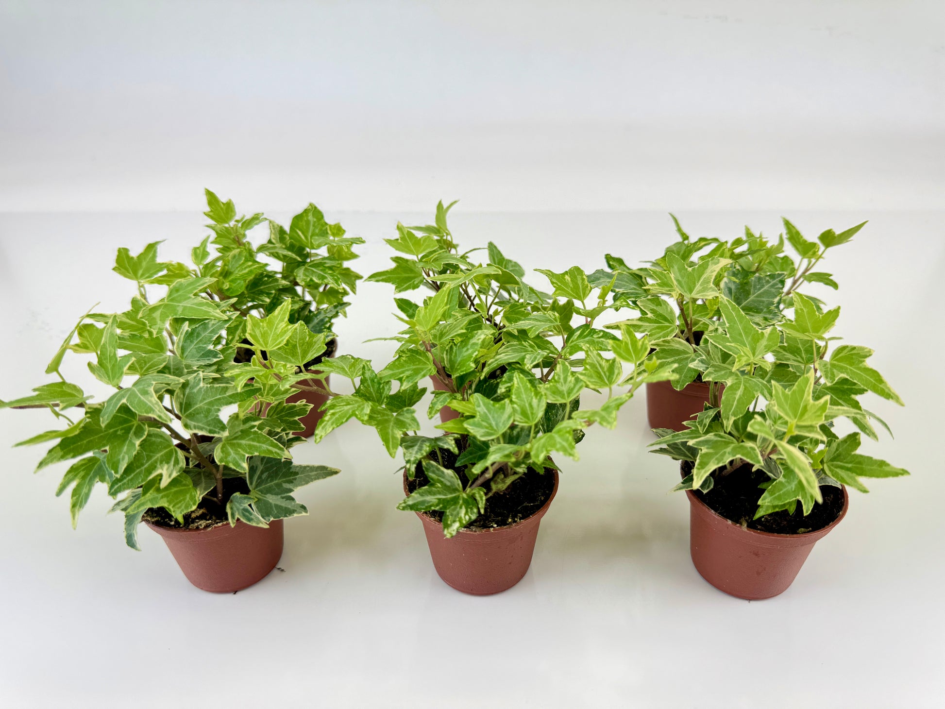 Mini Variegated Ivy Plants Kolibri and Mini Ester