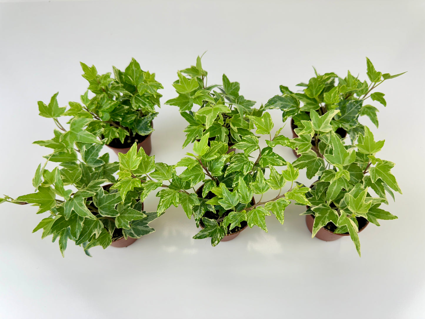 Mini Variegated Ivy Plants Kolibri and Mini Ester