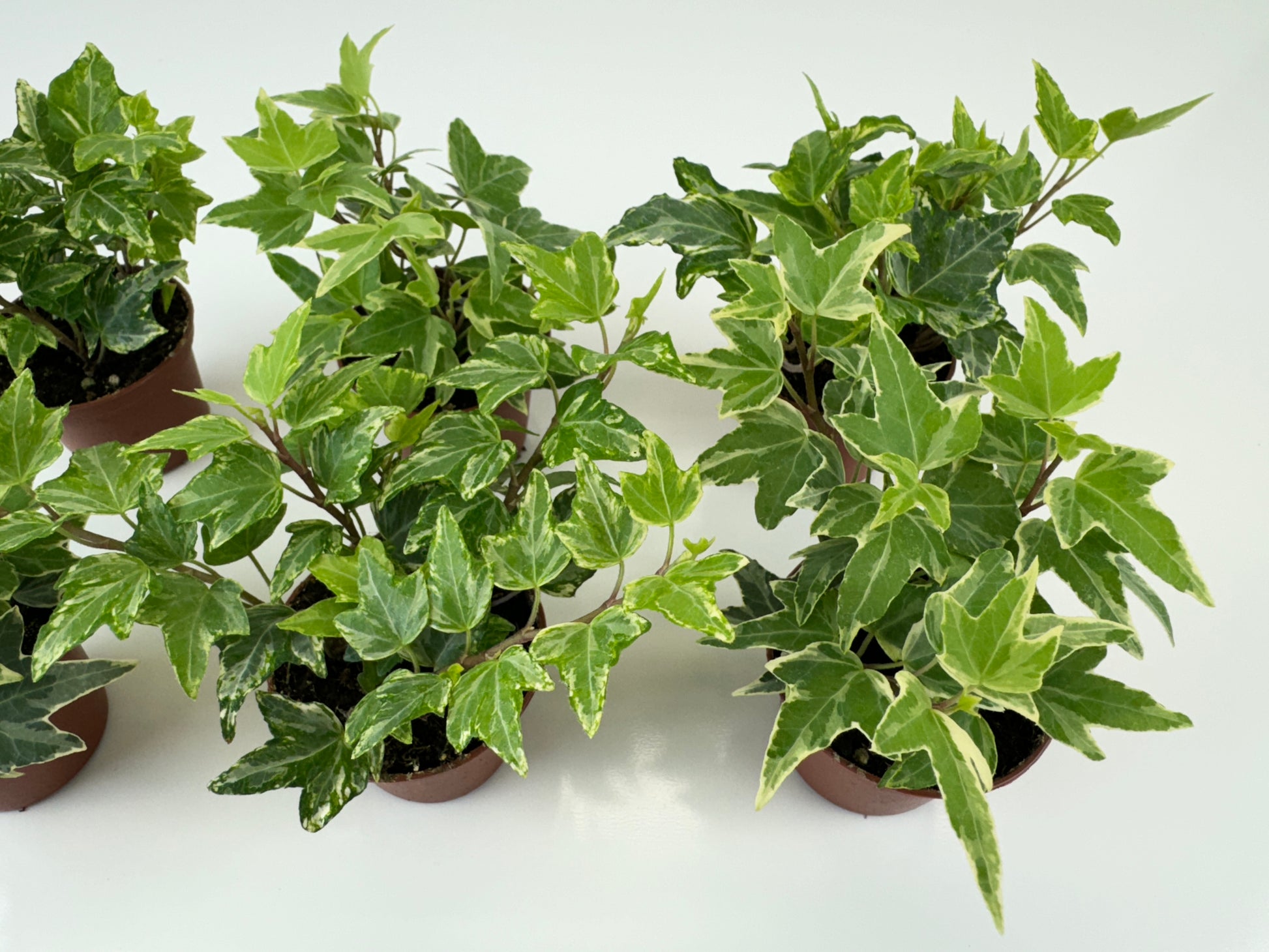 Mini Variegated Ivy Plants Kolibri and Mini Ester