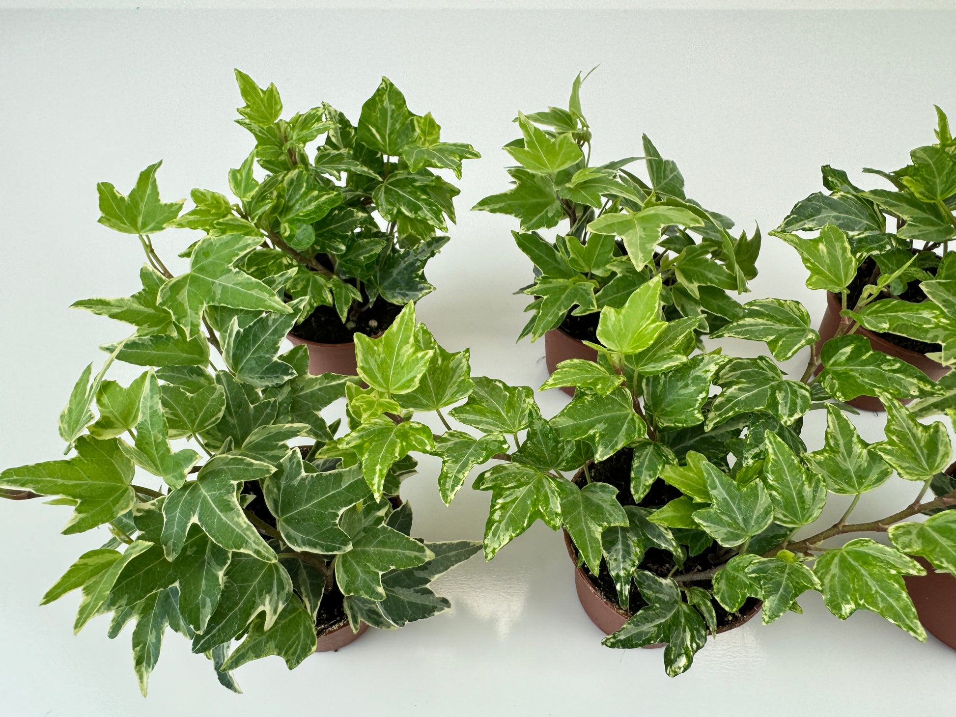 Mini Variegated Ivy Plants Kolibri and Mini Ester