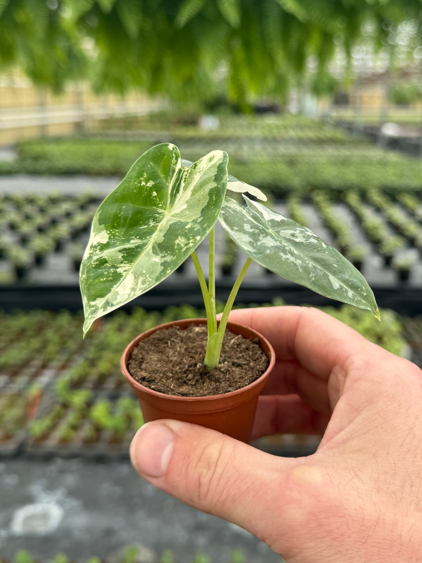 variegated frydek alocasia rooted plant