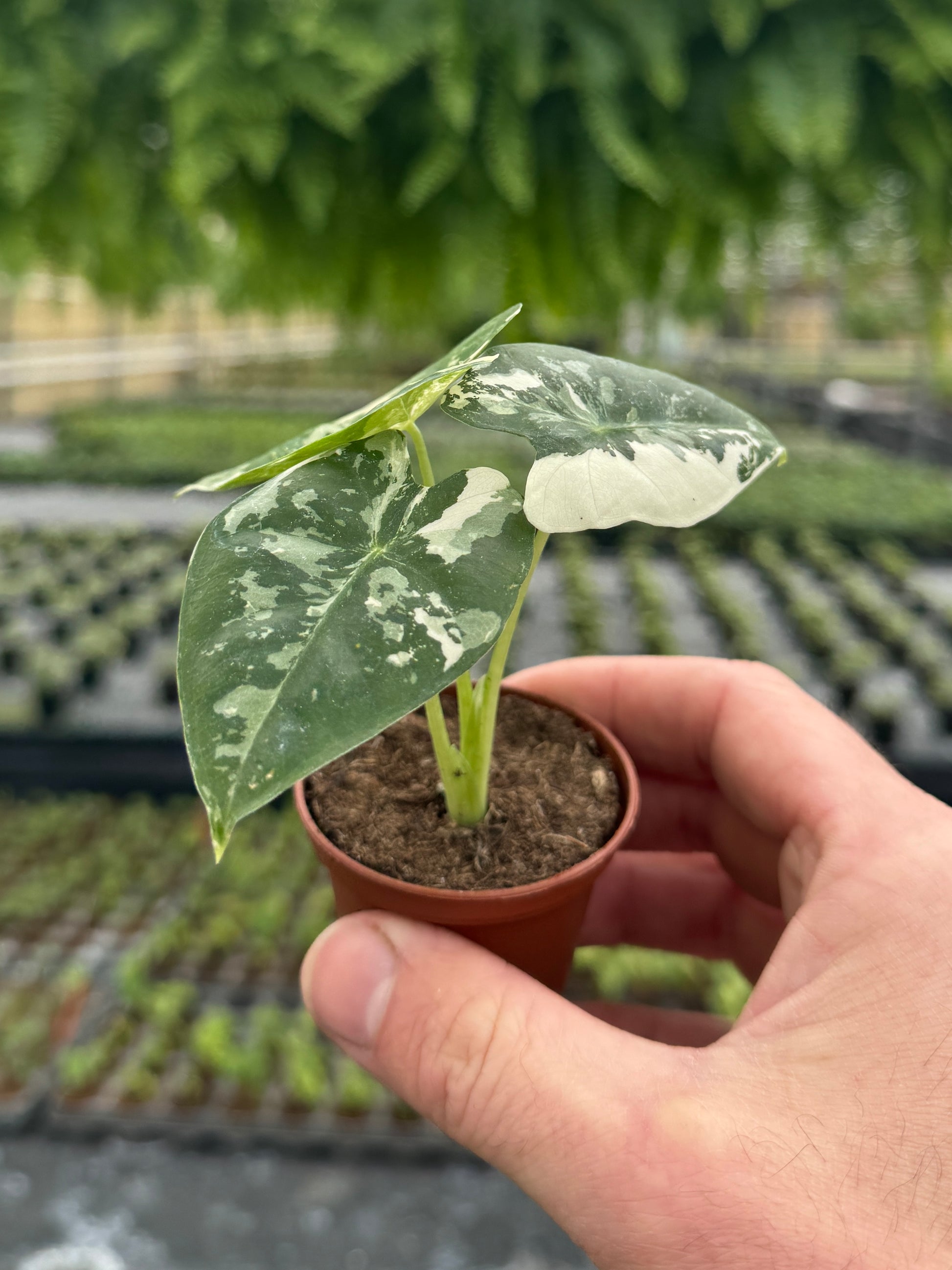 white splashes on alocasia plant