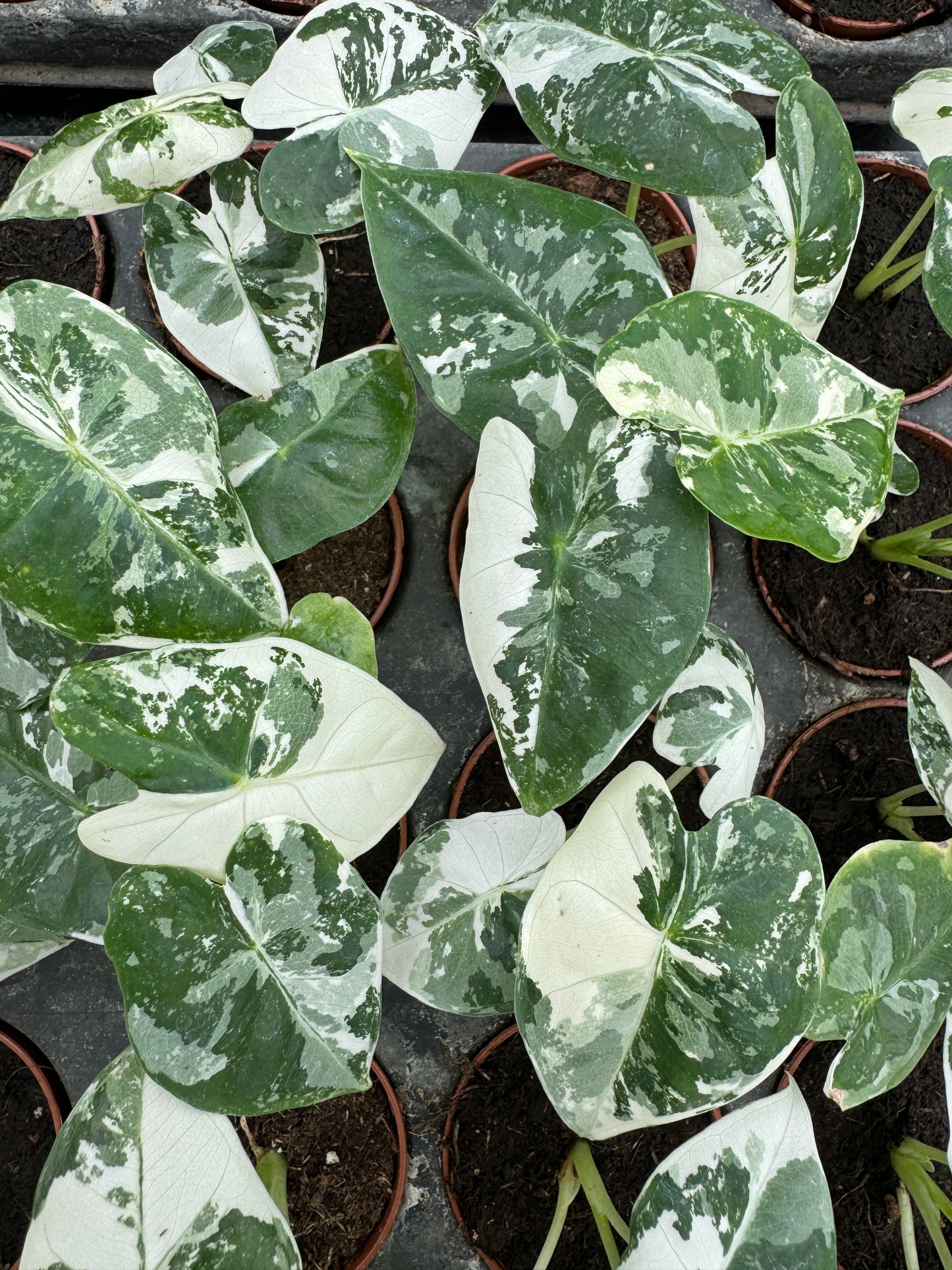 variegated alocasia frydek plants