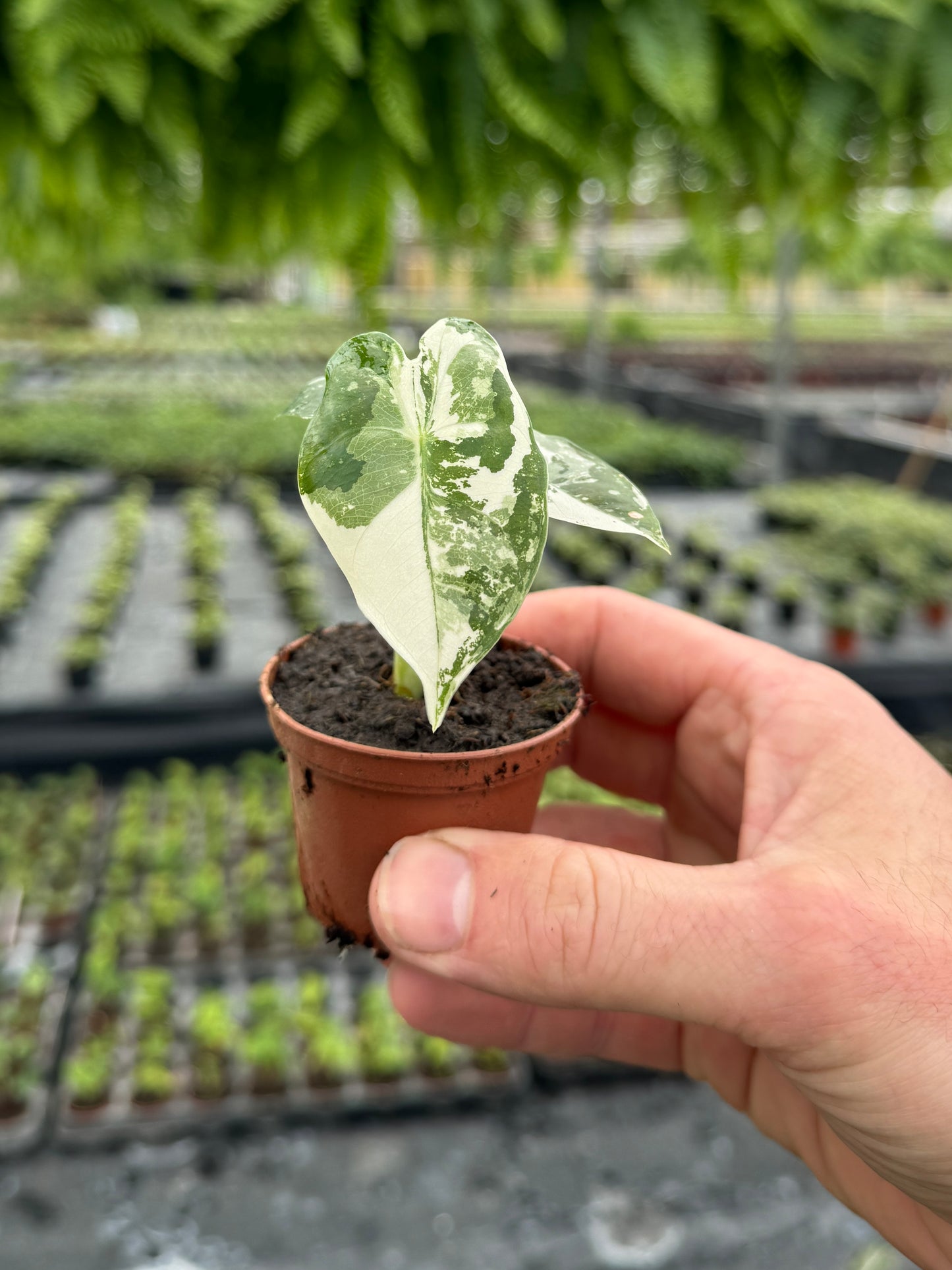 high variegation alocasia plant