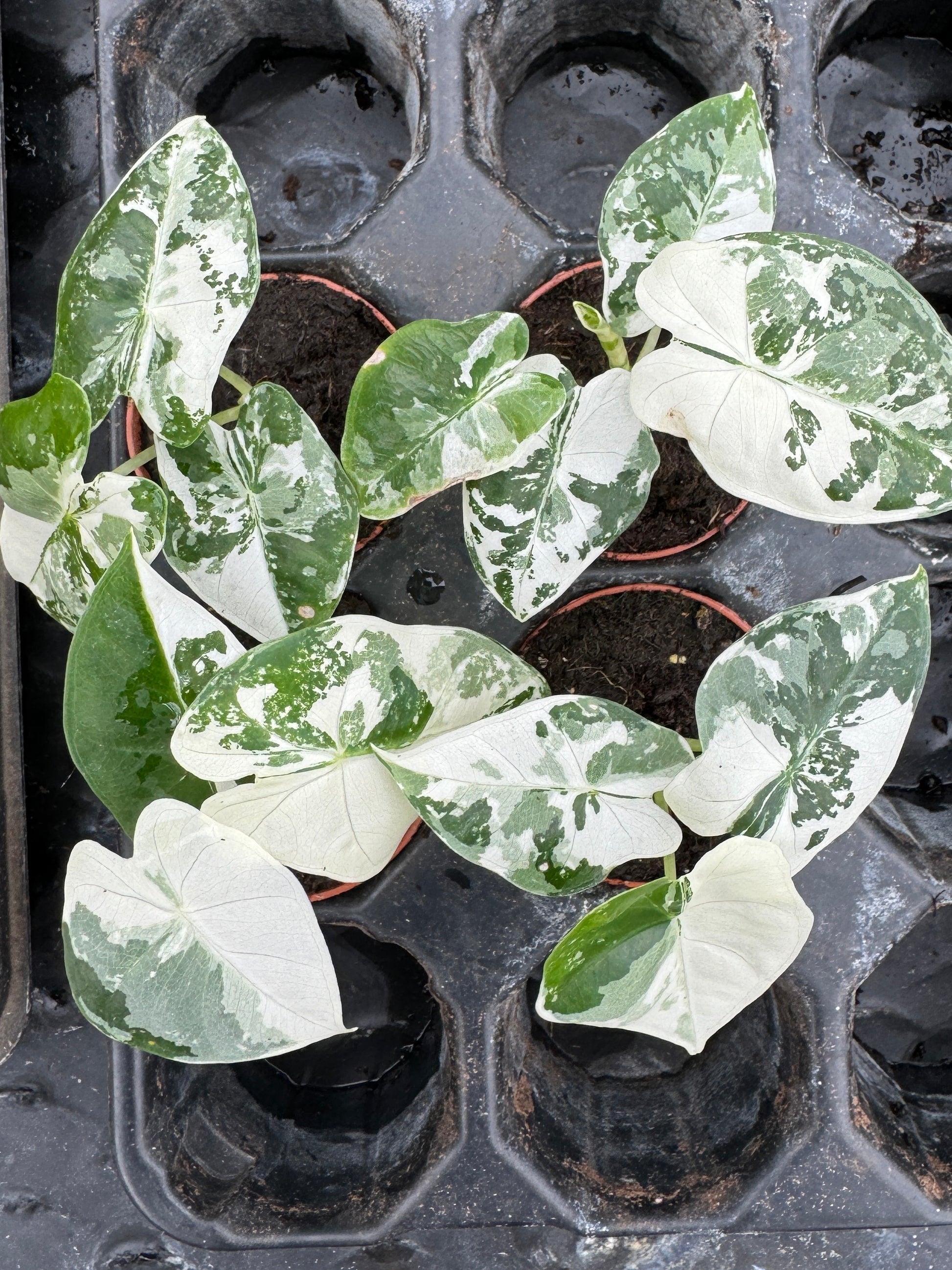 high variegation alocasia frydek