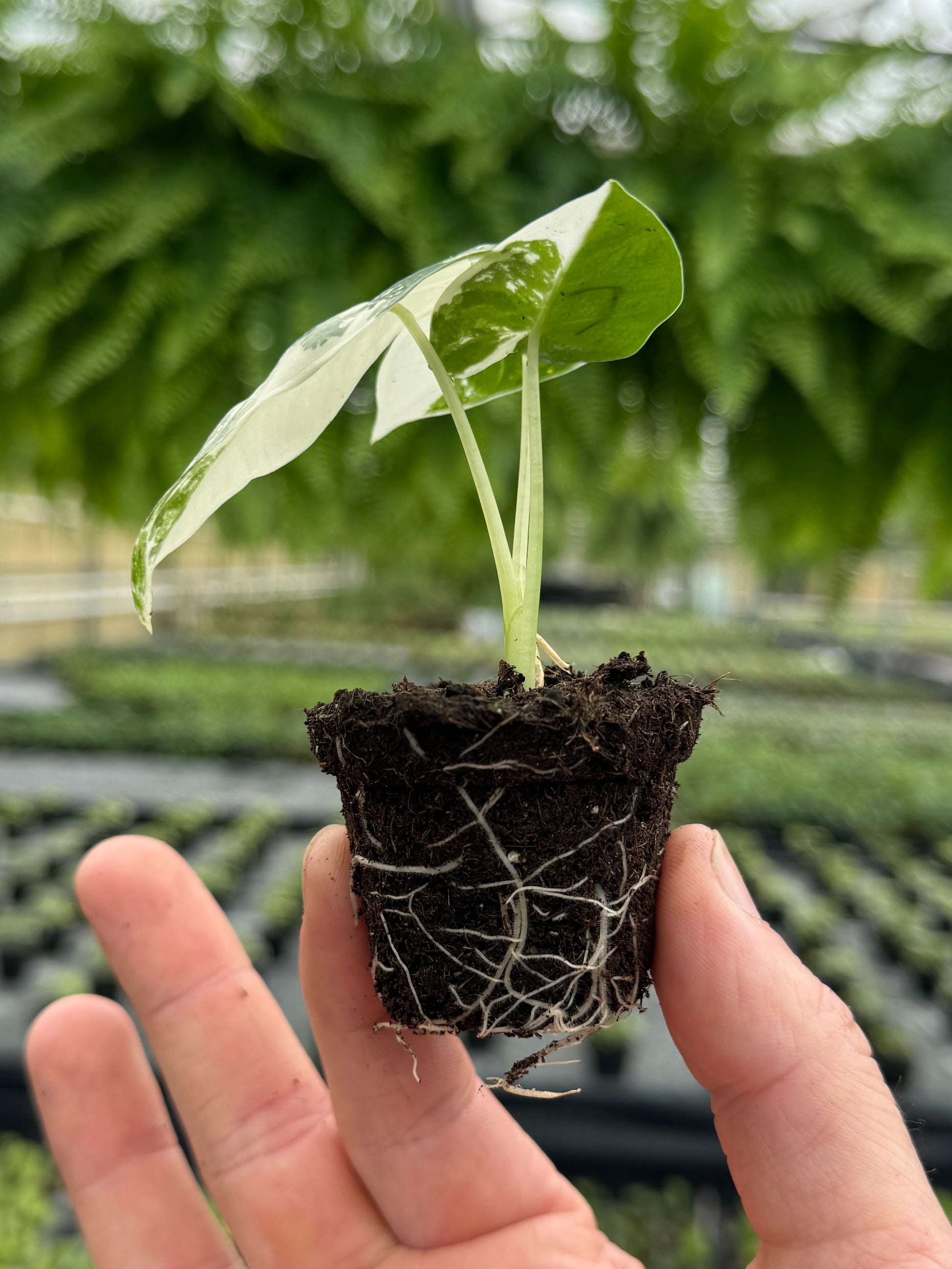 alocasia variegated