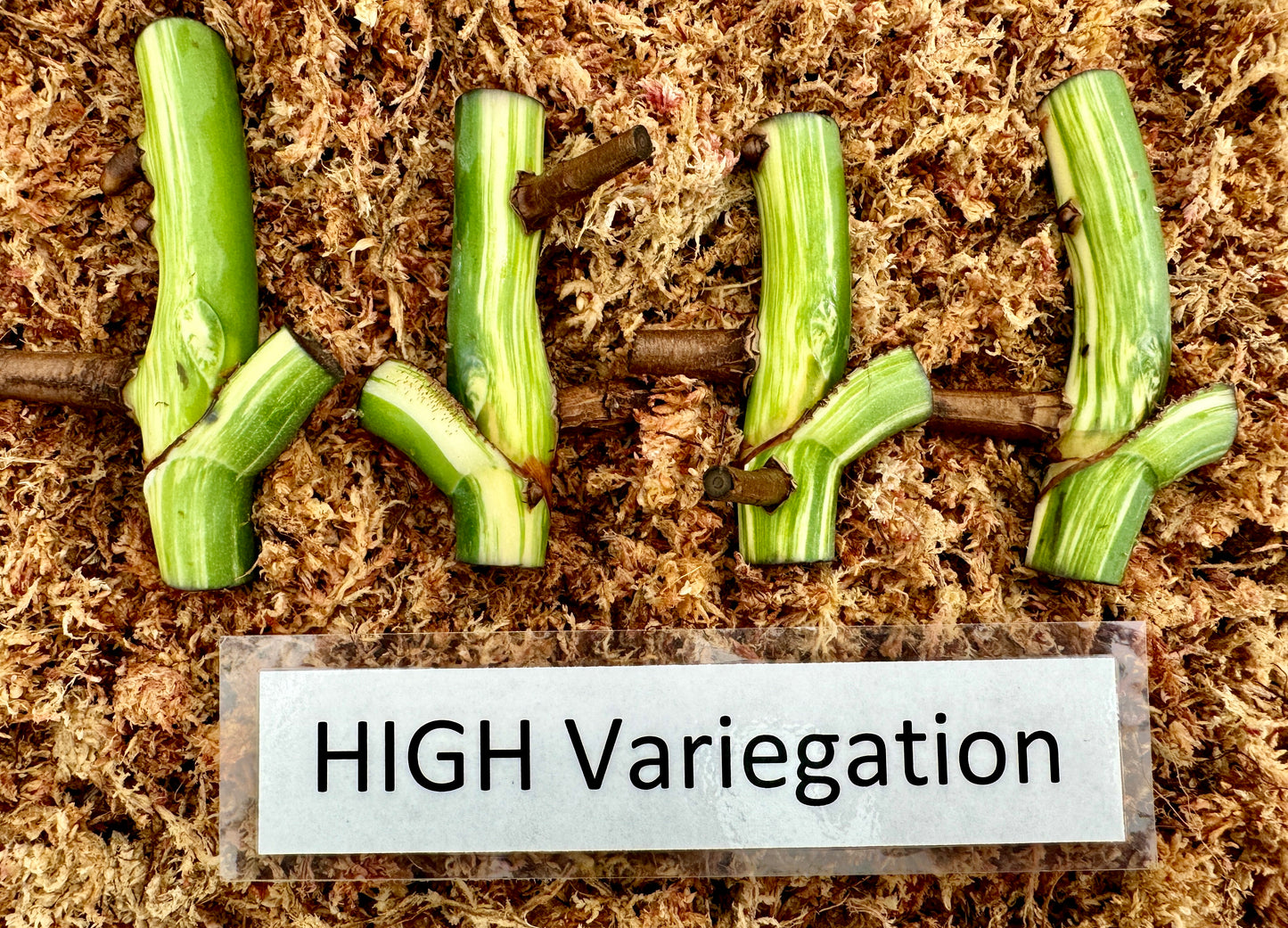 Variegated Monster Albo node Cuttings High Variegation