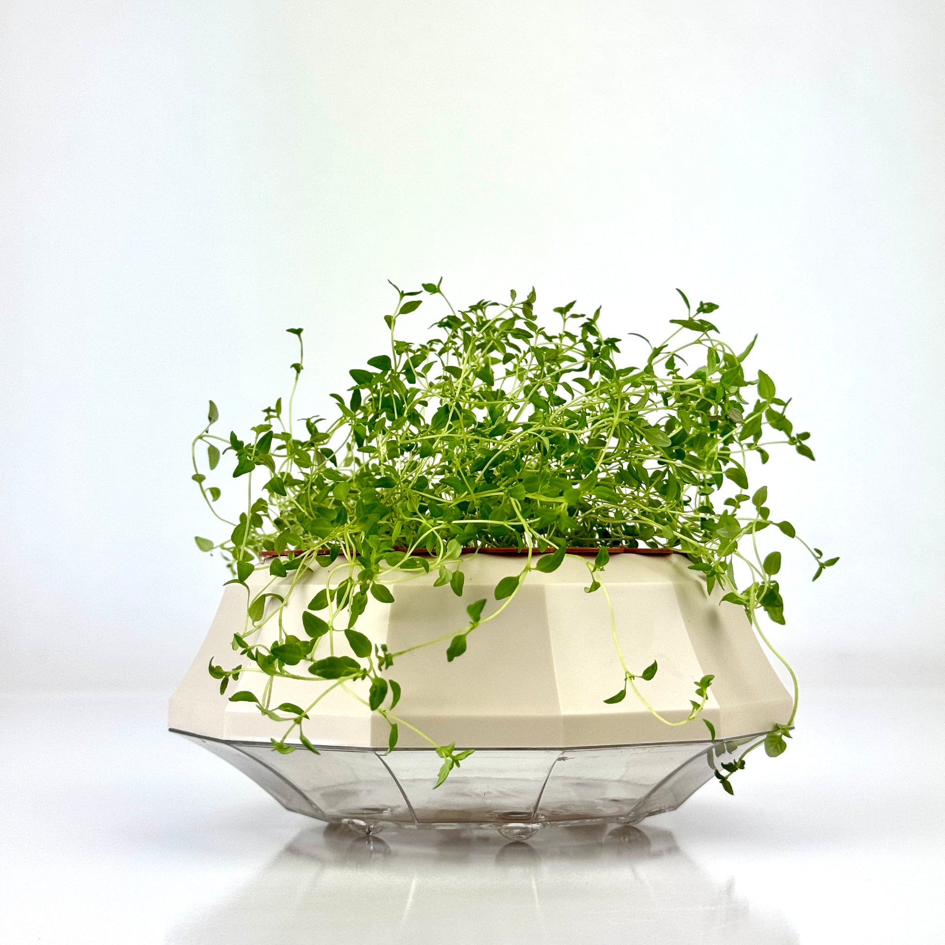 Thyme herb plant in modern self watering planter