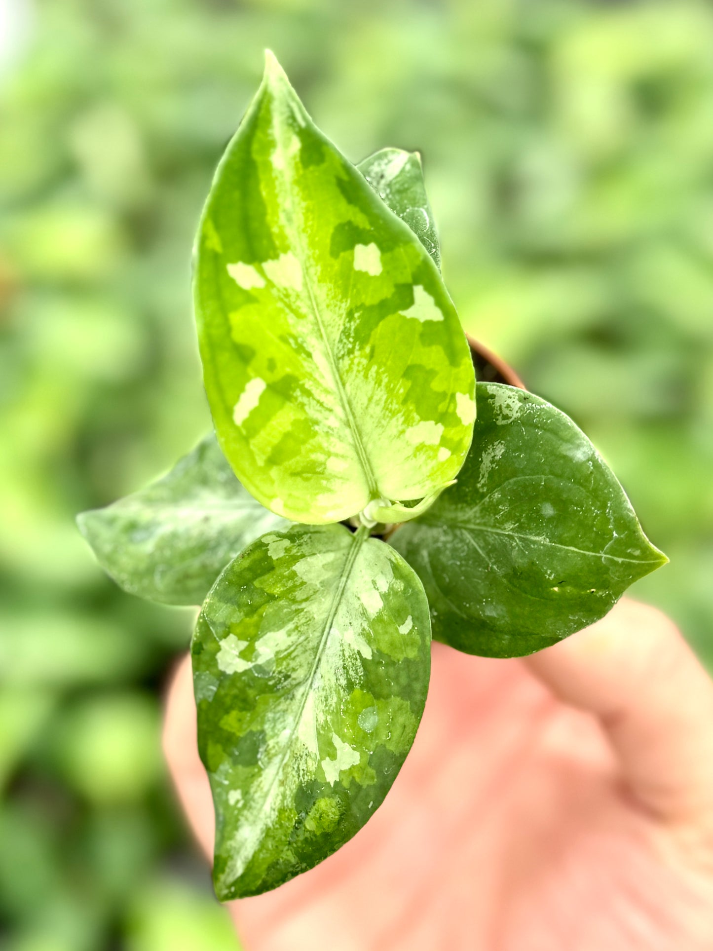 Aglaonema 'Pictum Tricolor' (2" Pot/Starter Plant) *Rooted*