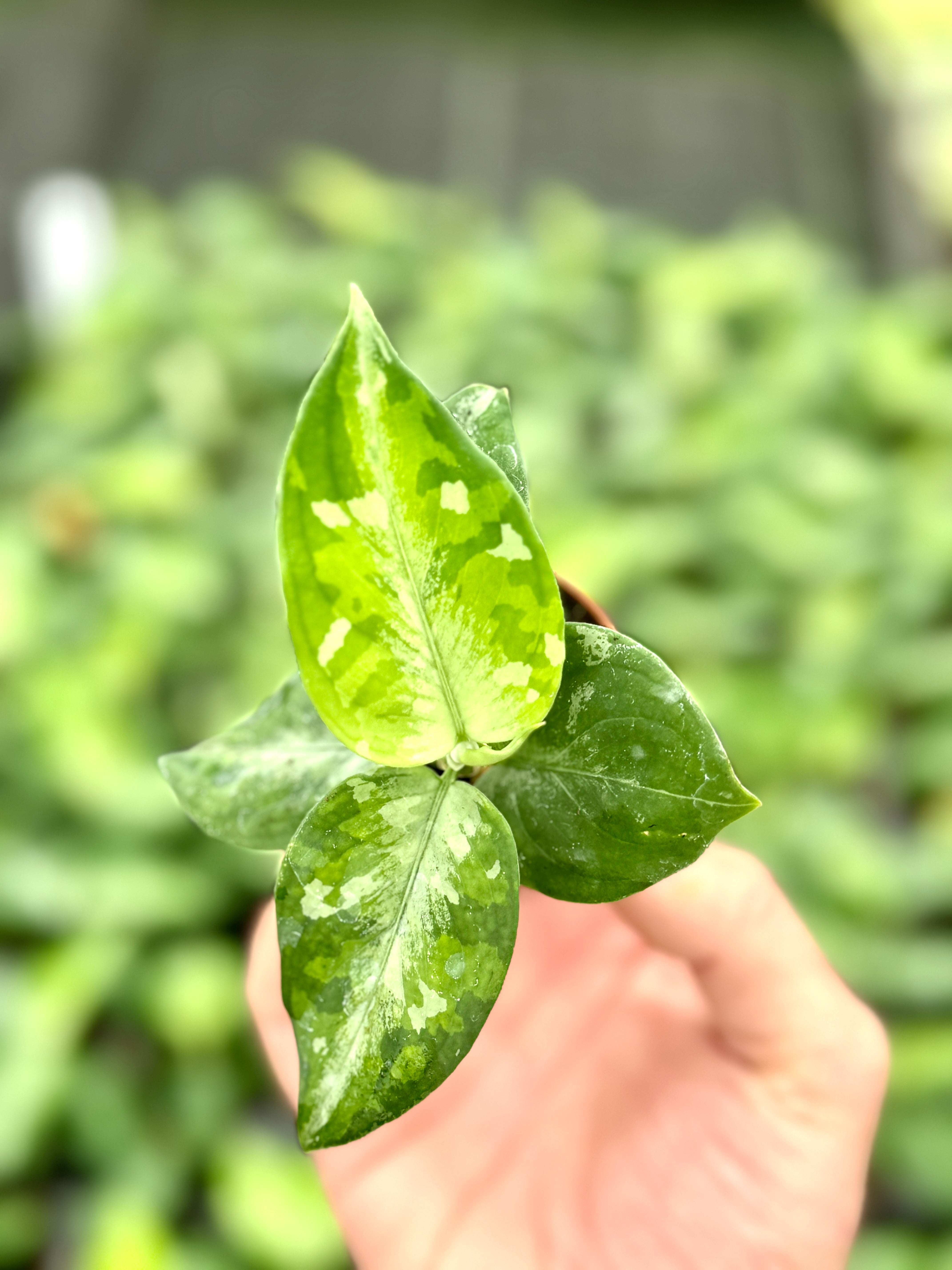 Aglaonema 'Pictum Tricolor' (2